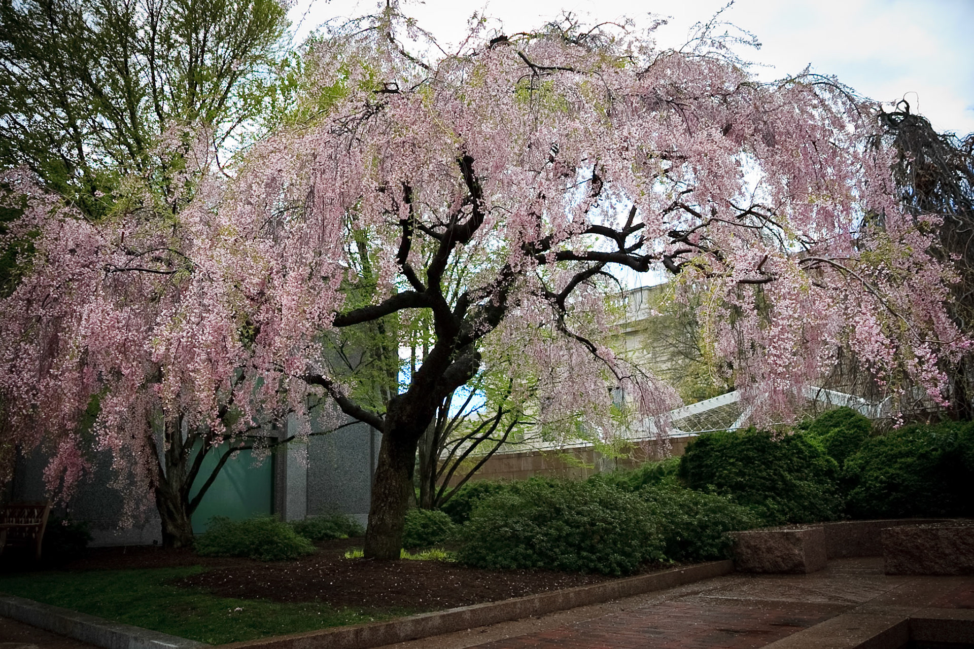 Cherry Blossoms