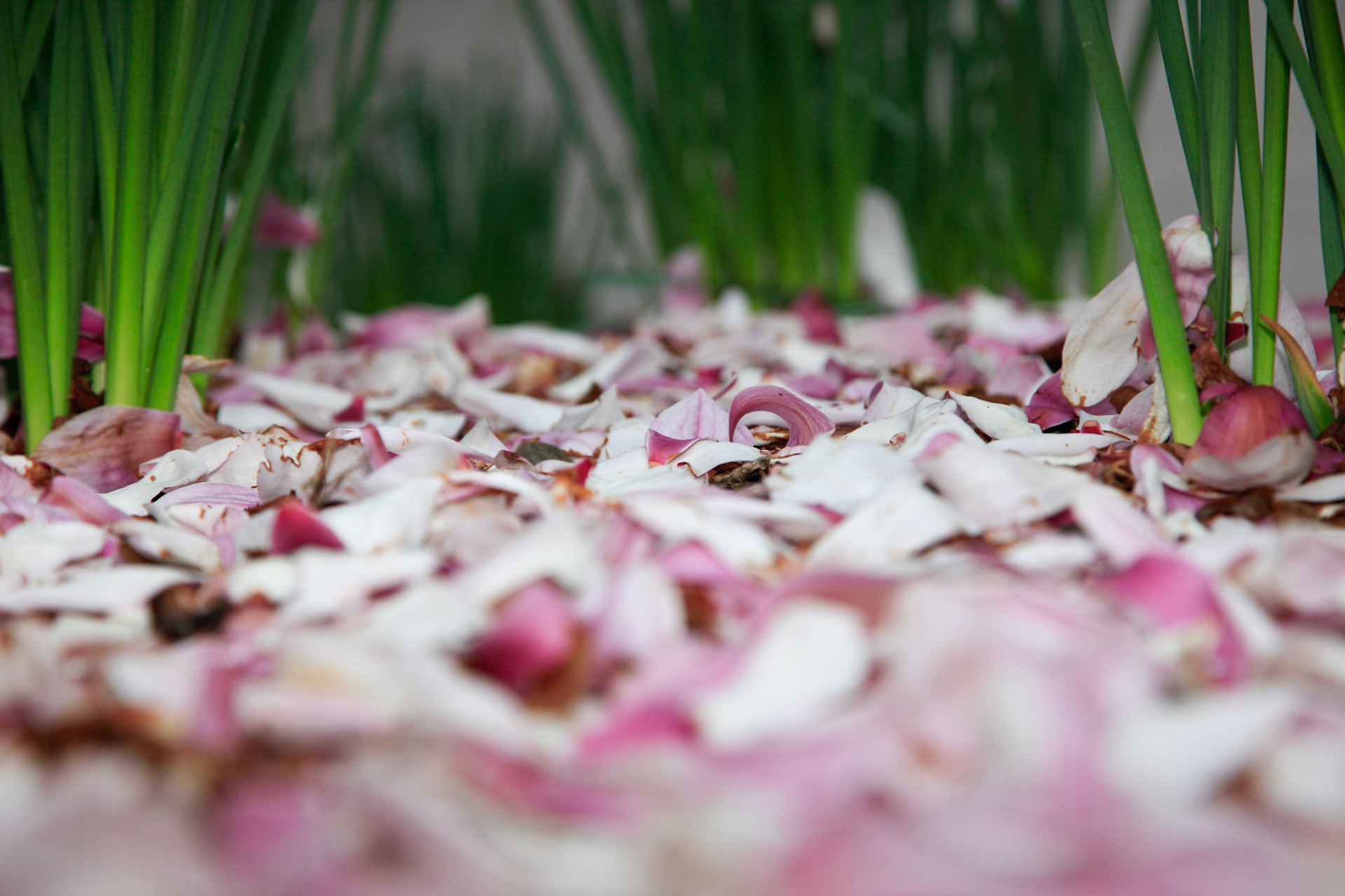Cherry Blossoms