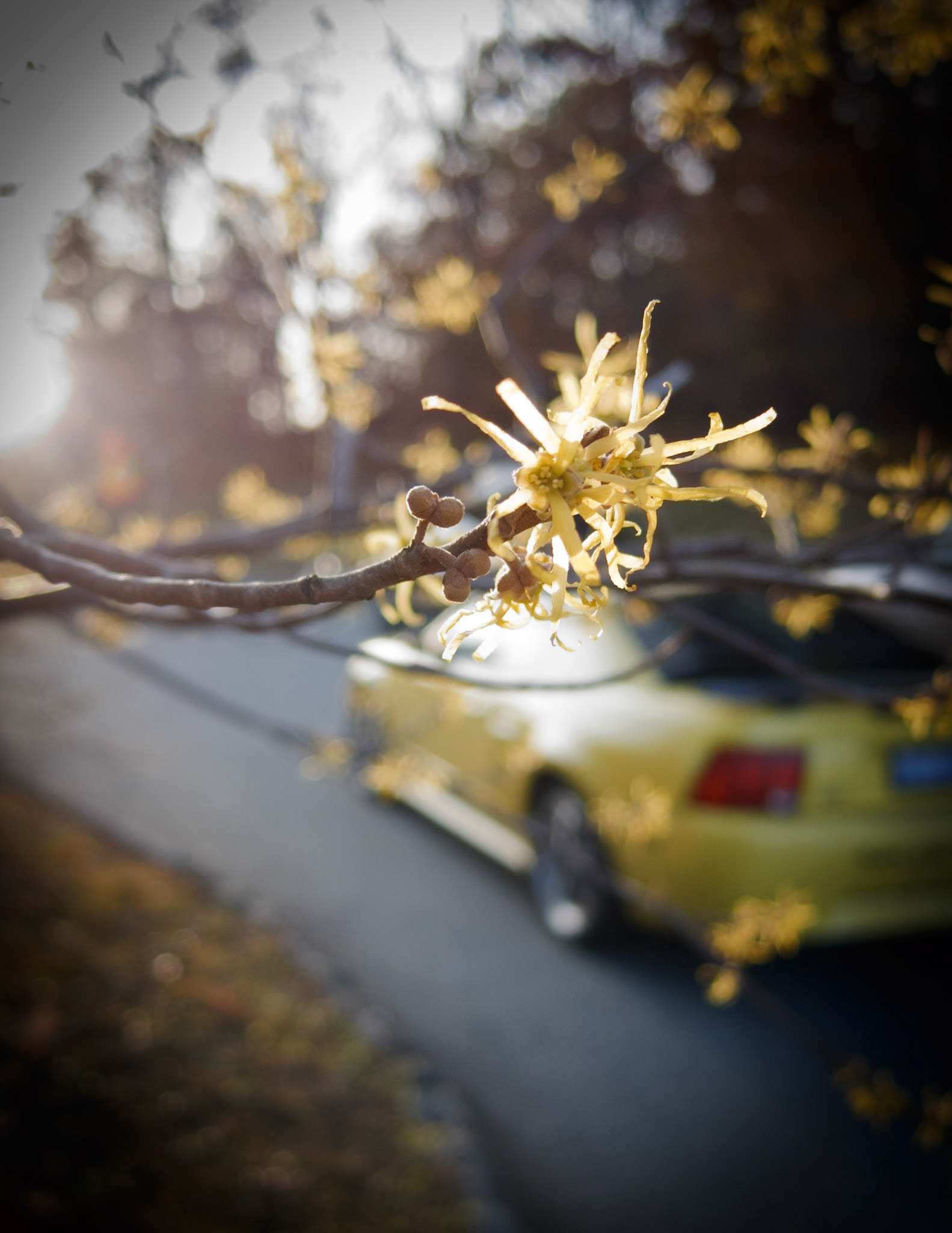 Witch Hazel