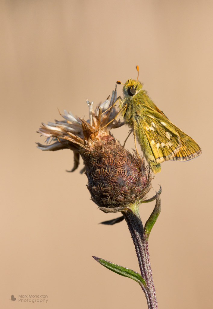 Checkered Skipper