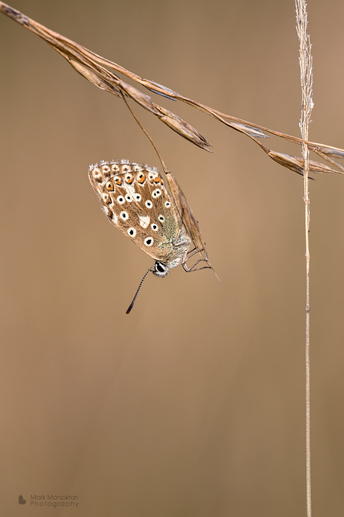 Chalkhill Blue butterfly