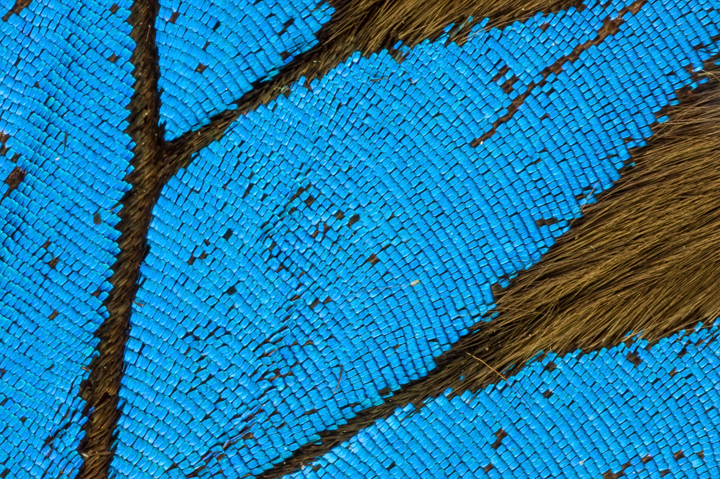 Macro