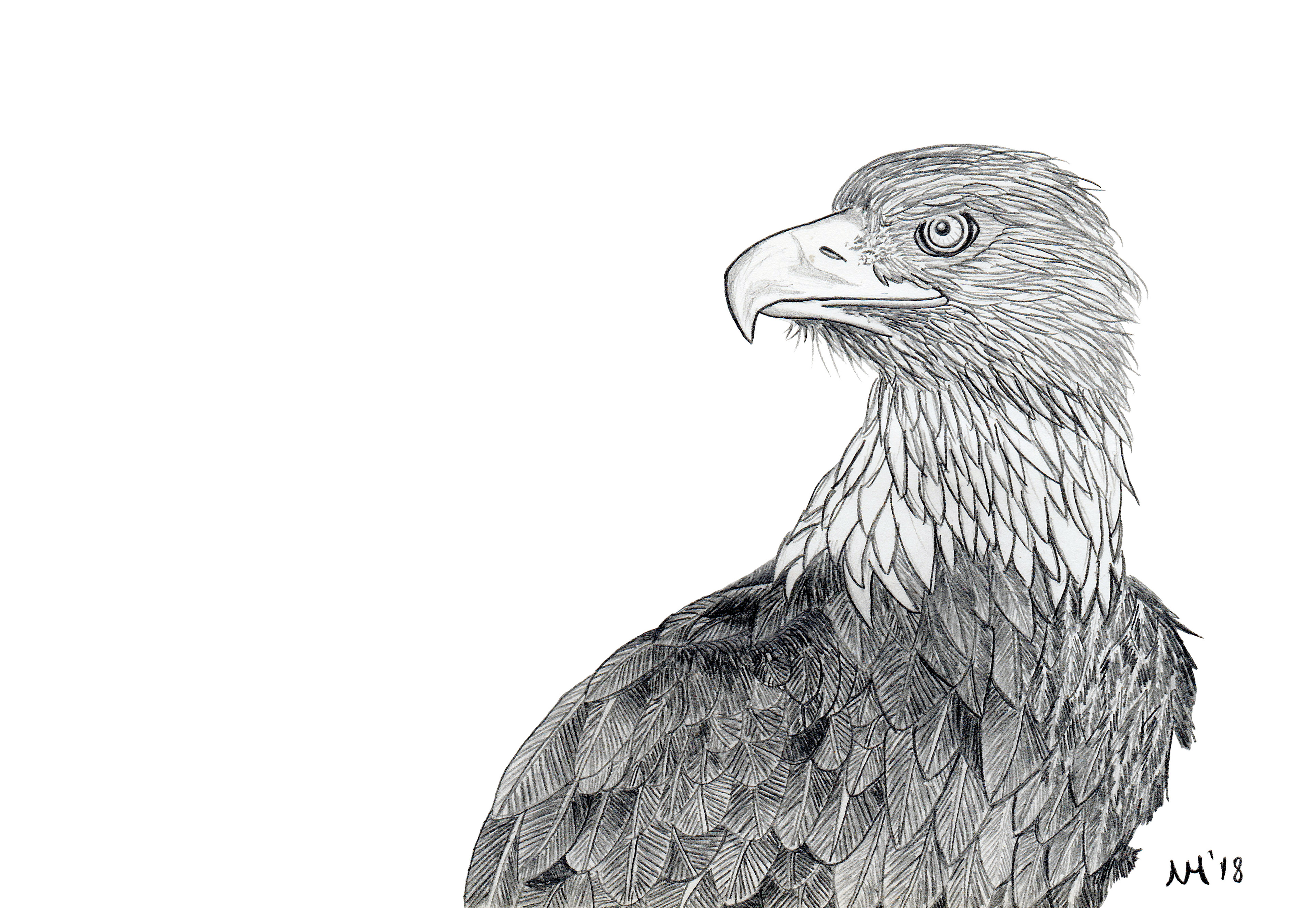 Eagle Sketch in Pencil