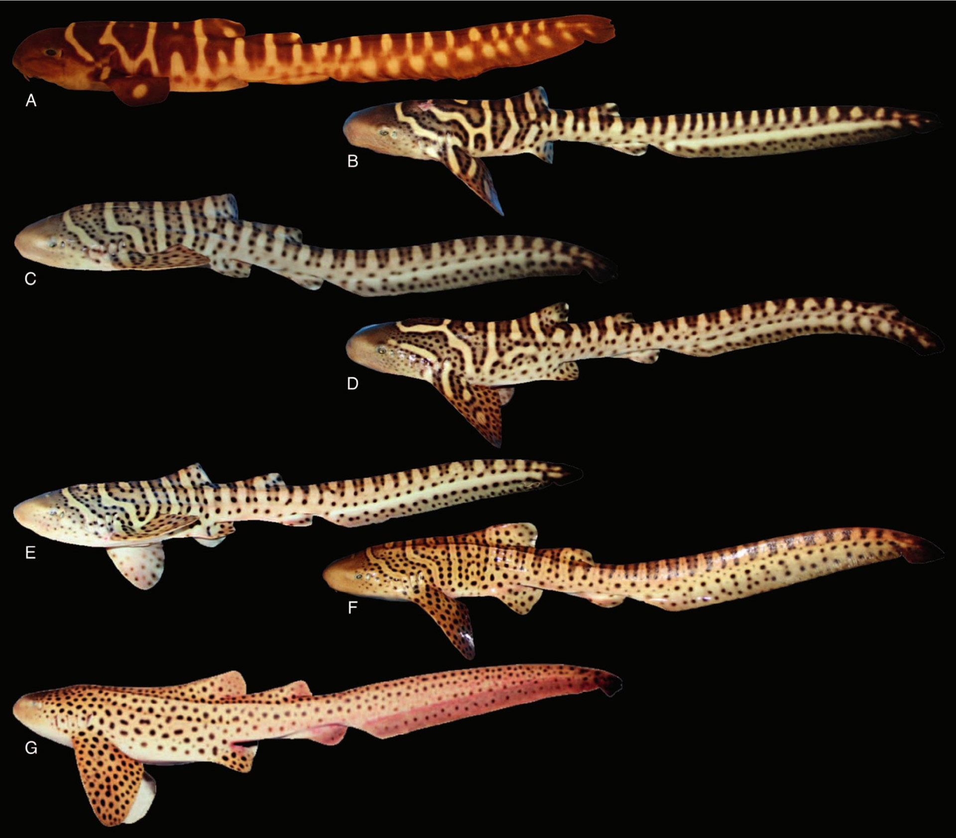 zebra shark - pattern transitions
