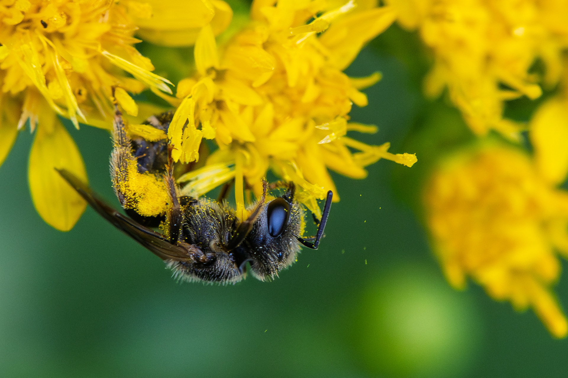 A bee gathers pollen from late-fall flowers on campus.