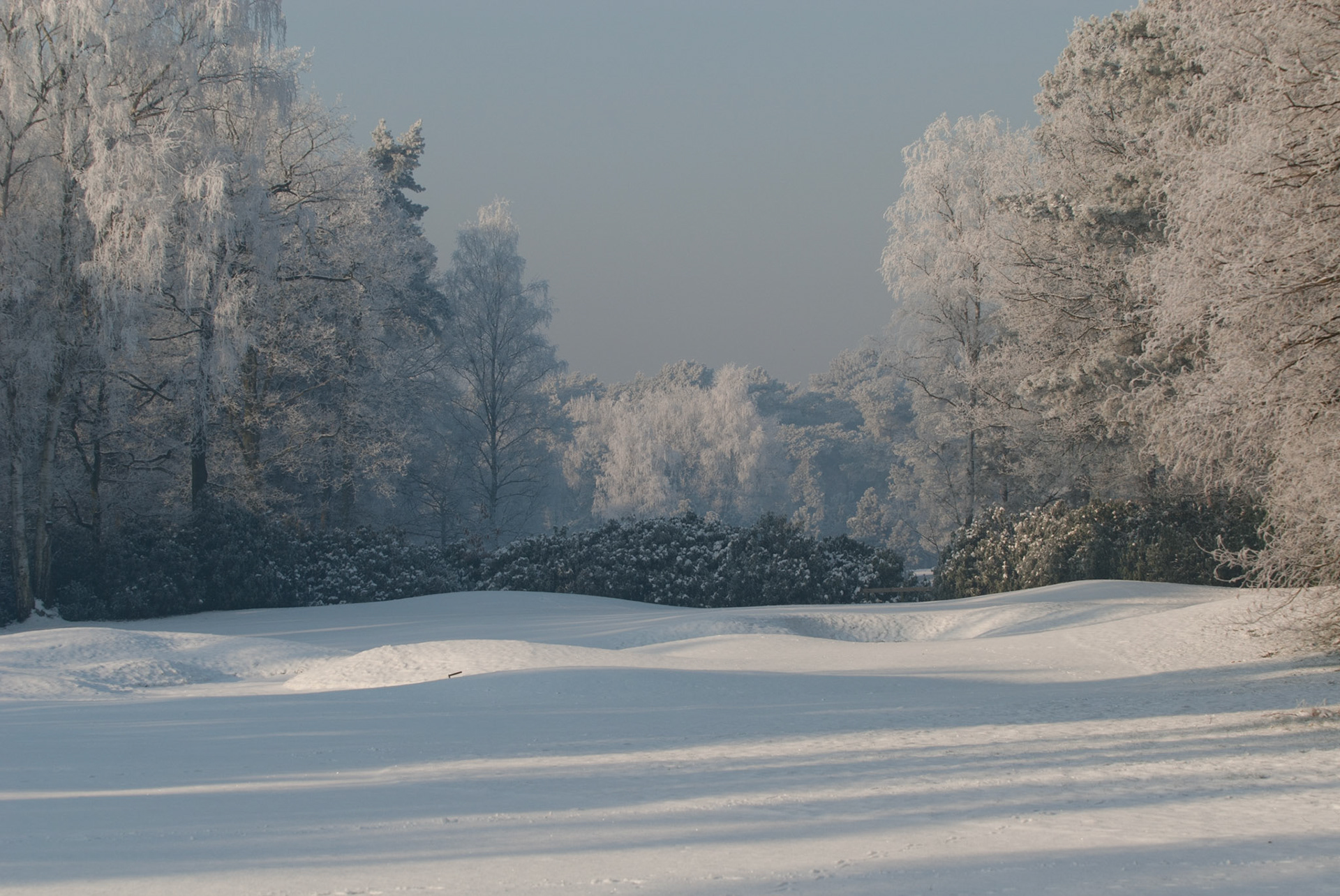 Southern Carmine Bee-eater