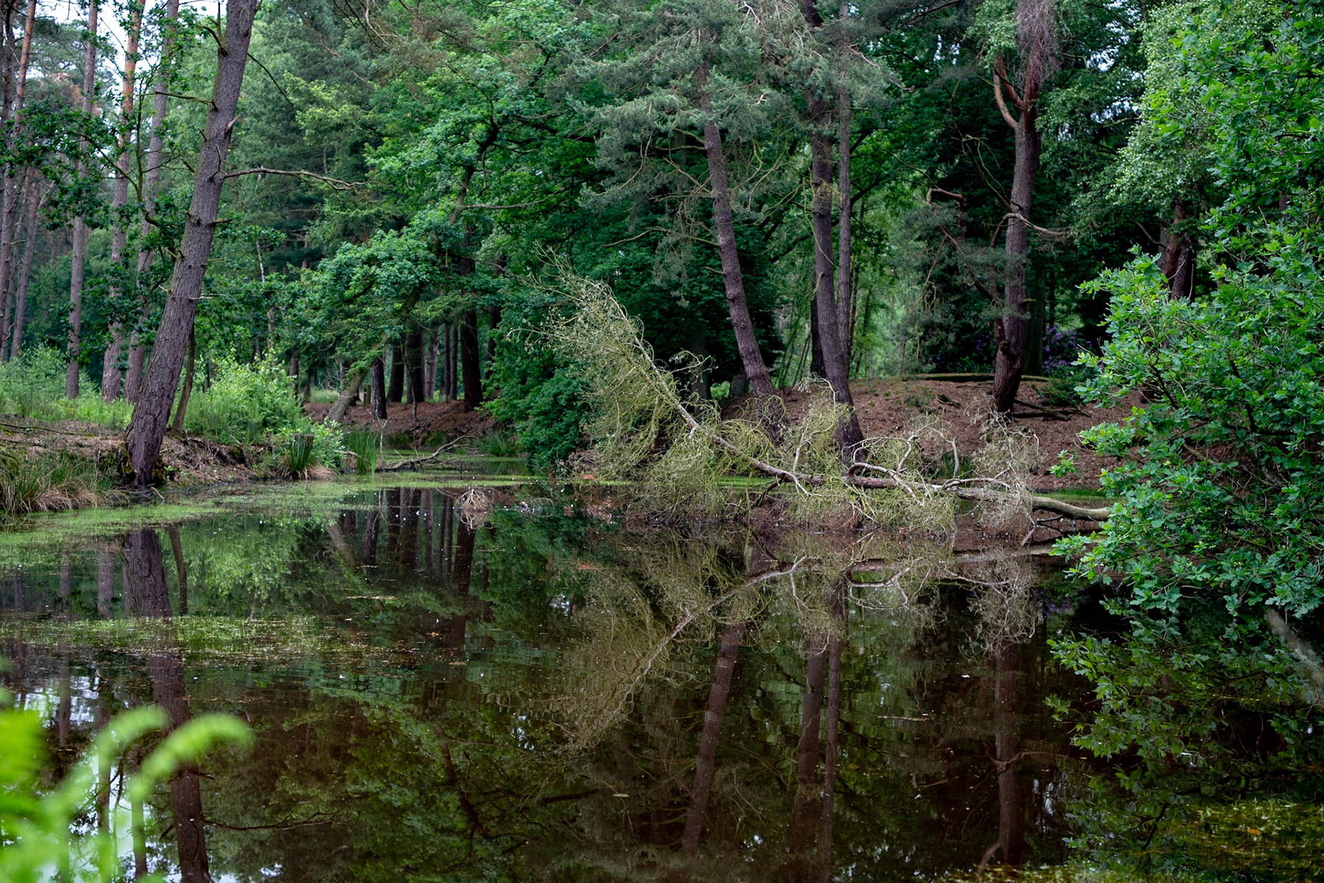 De Uitlegger, Brasschaat