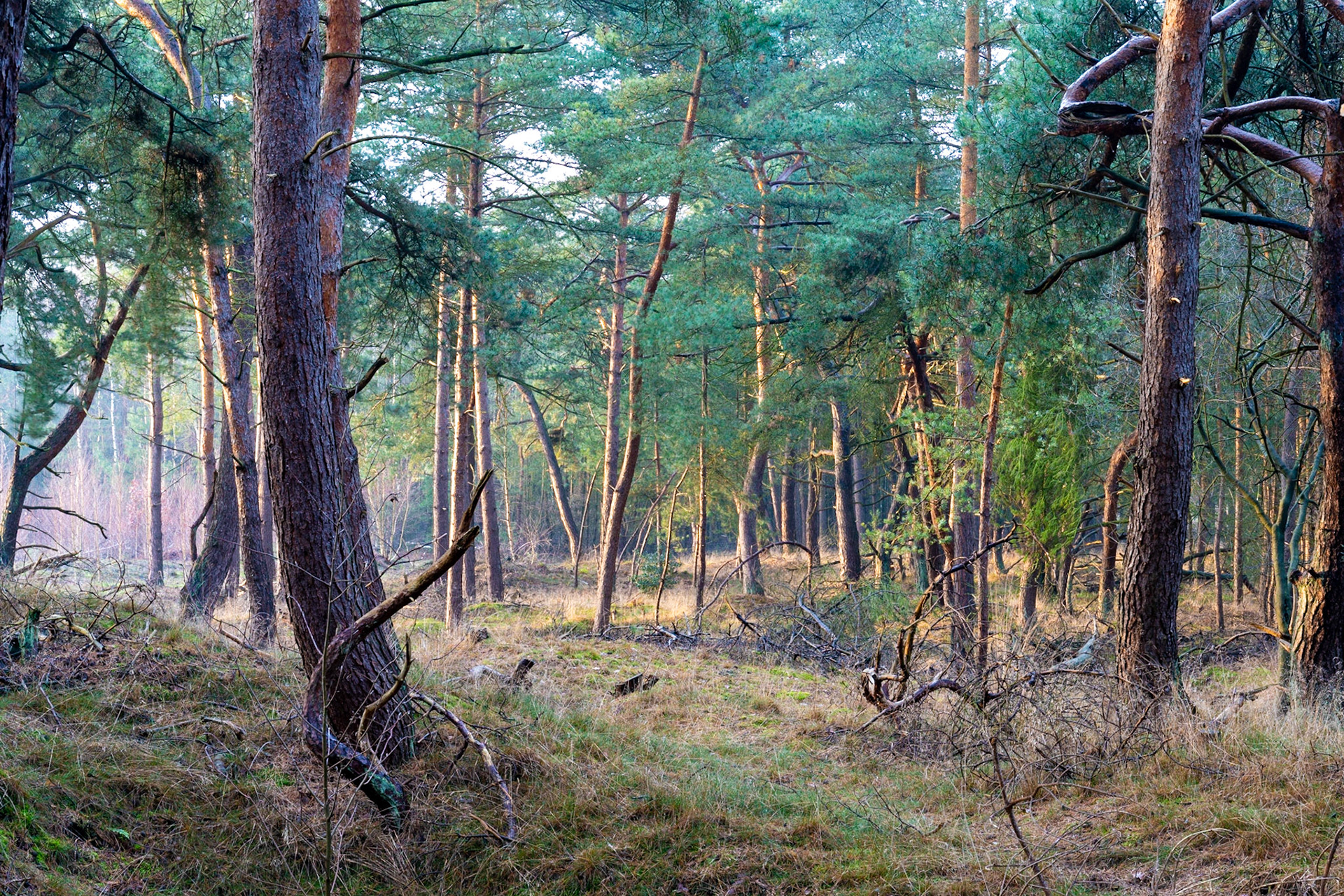 Lommelse Sahara, Belgium