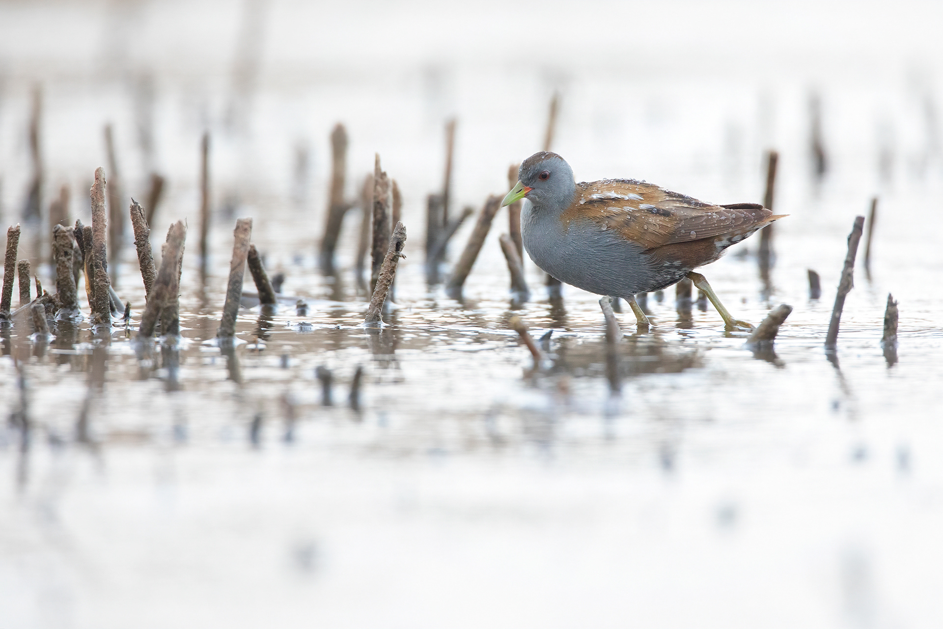 SCHIRIBILLA - Little Cracke (Zapornia parva) - Marche