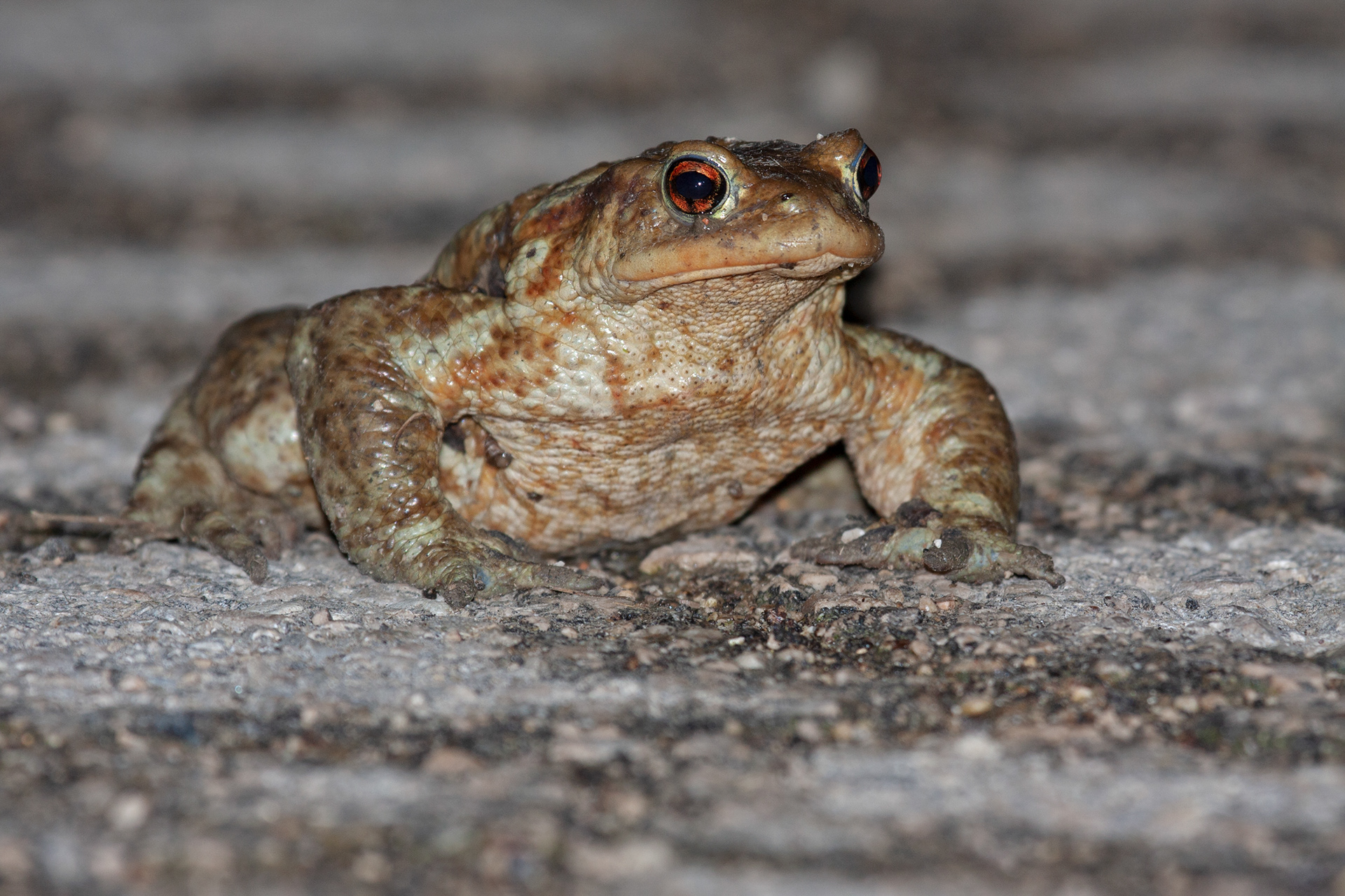 Rospo comune (Bufo bufo)