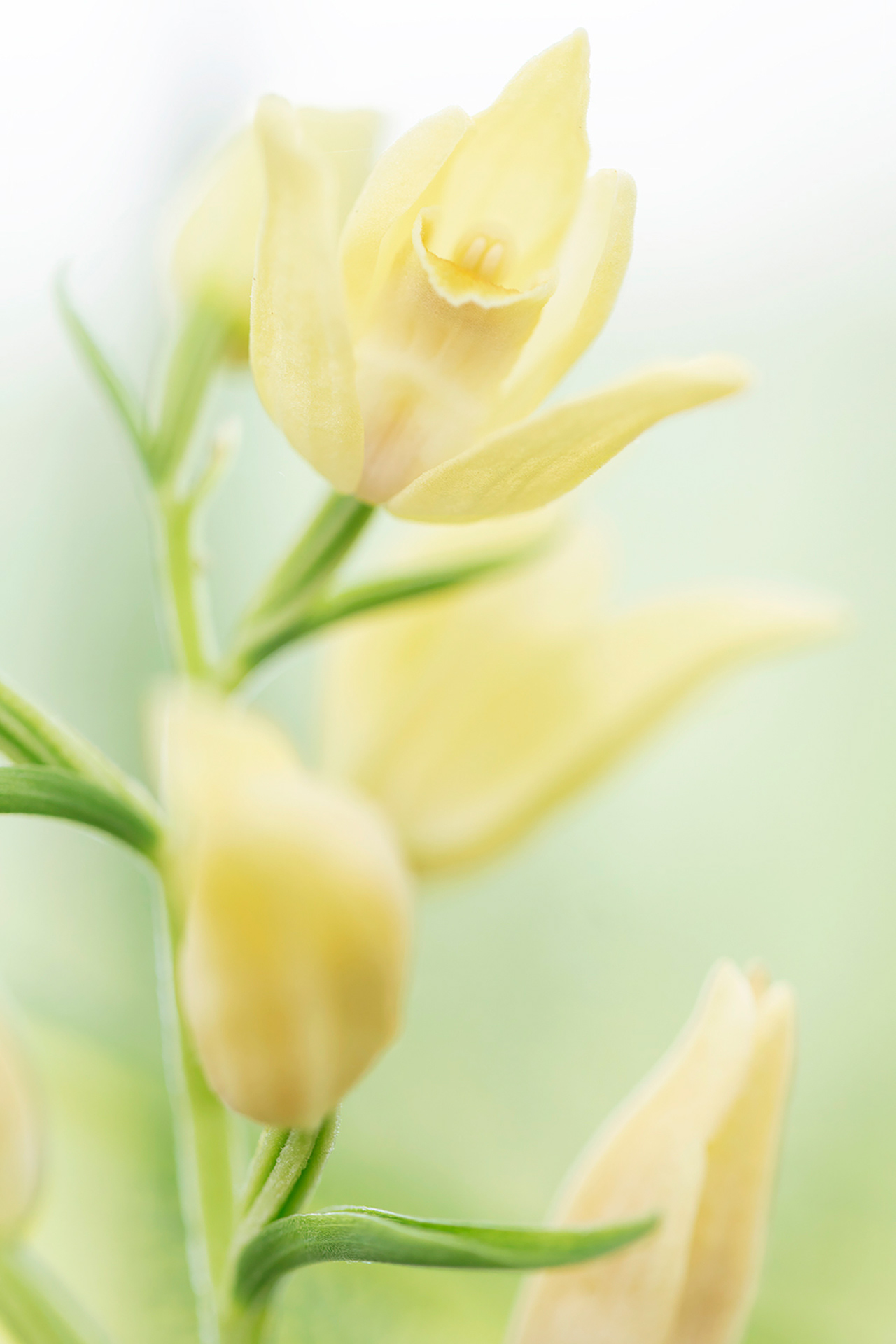 CEPHALANTHERA DAMASONIUM