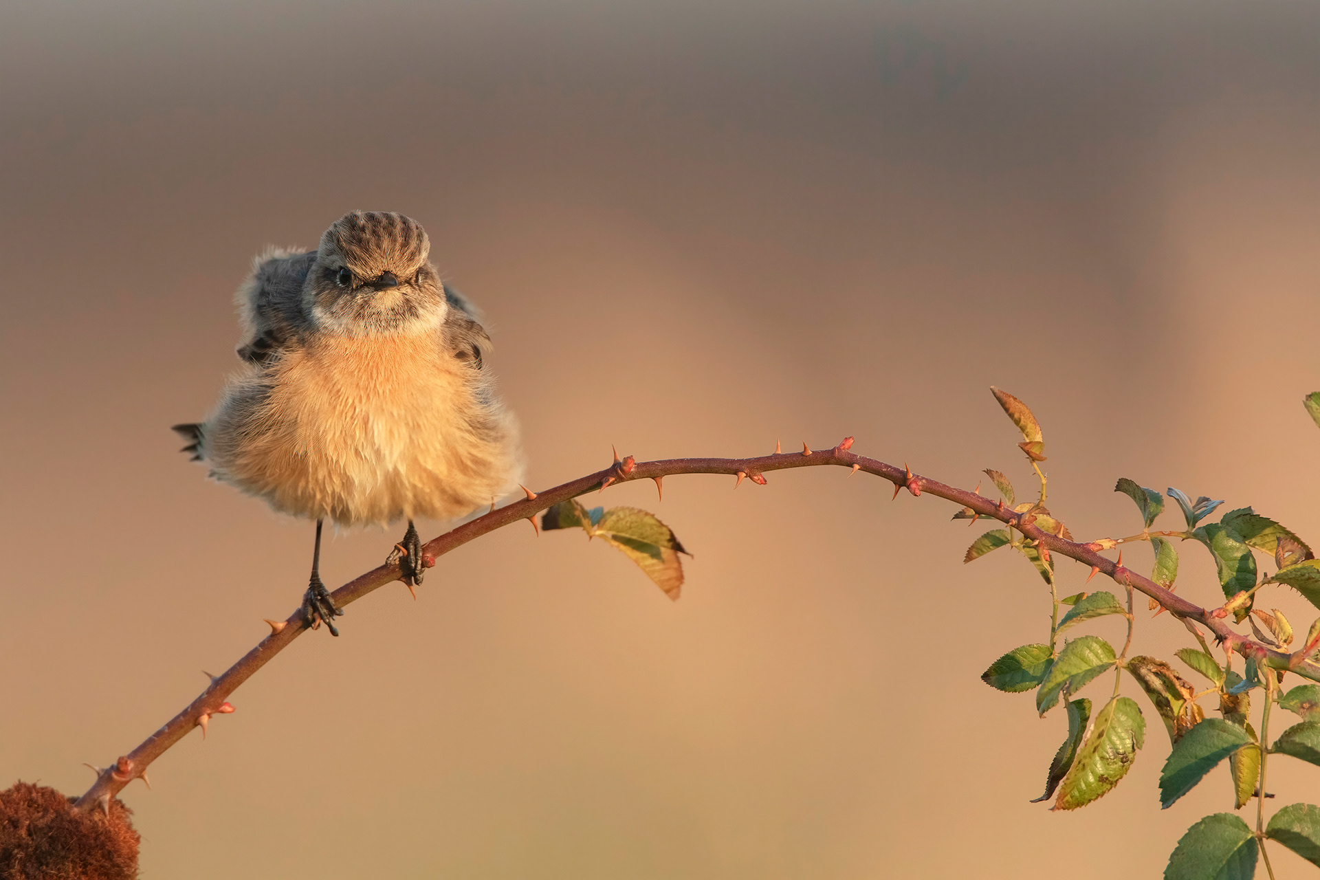 SALTIMPALO - Stonechat (Saxicola torquata)