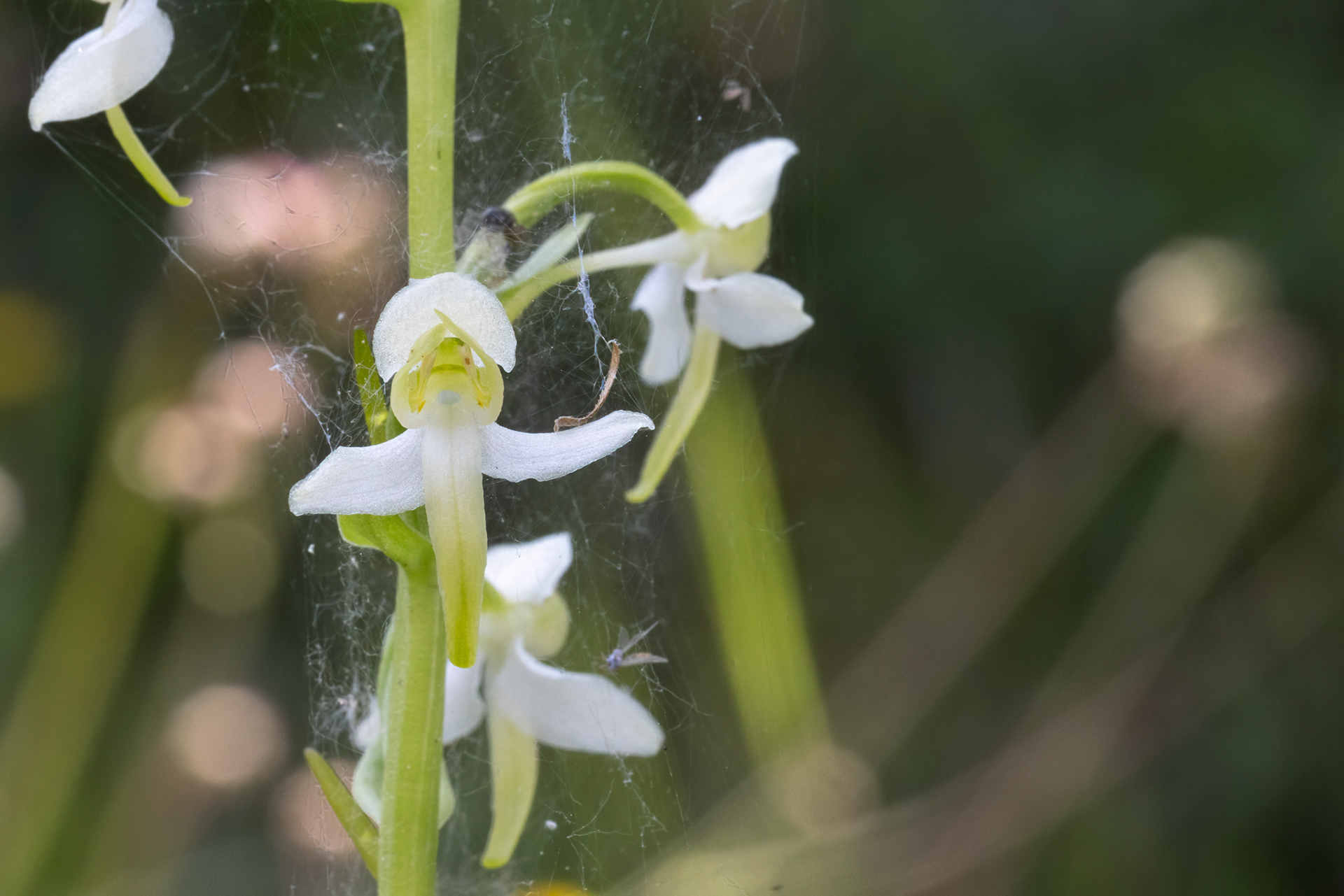 PLATANTHERA CLORANTHA