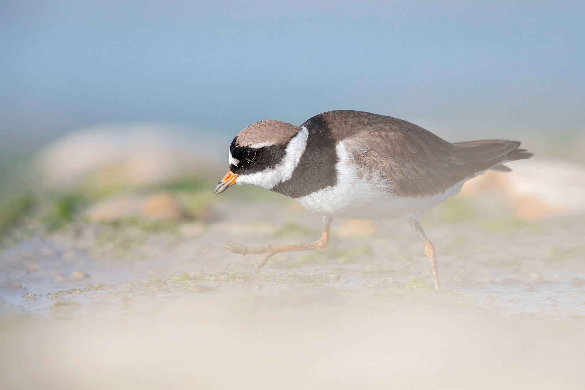 CORRIERE GROSSO - Ringed Plover (Charadrius hiaticula) - Giulianova