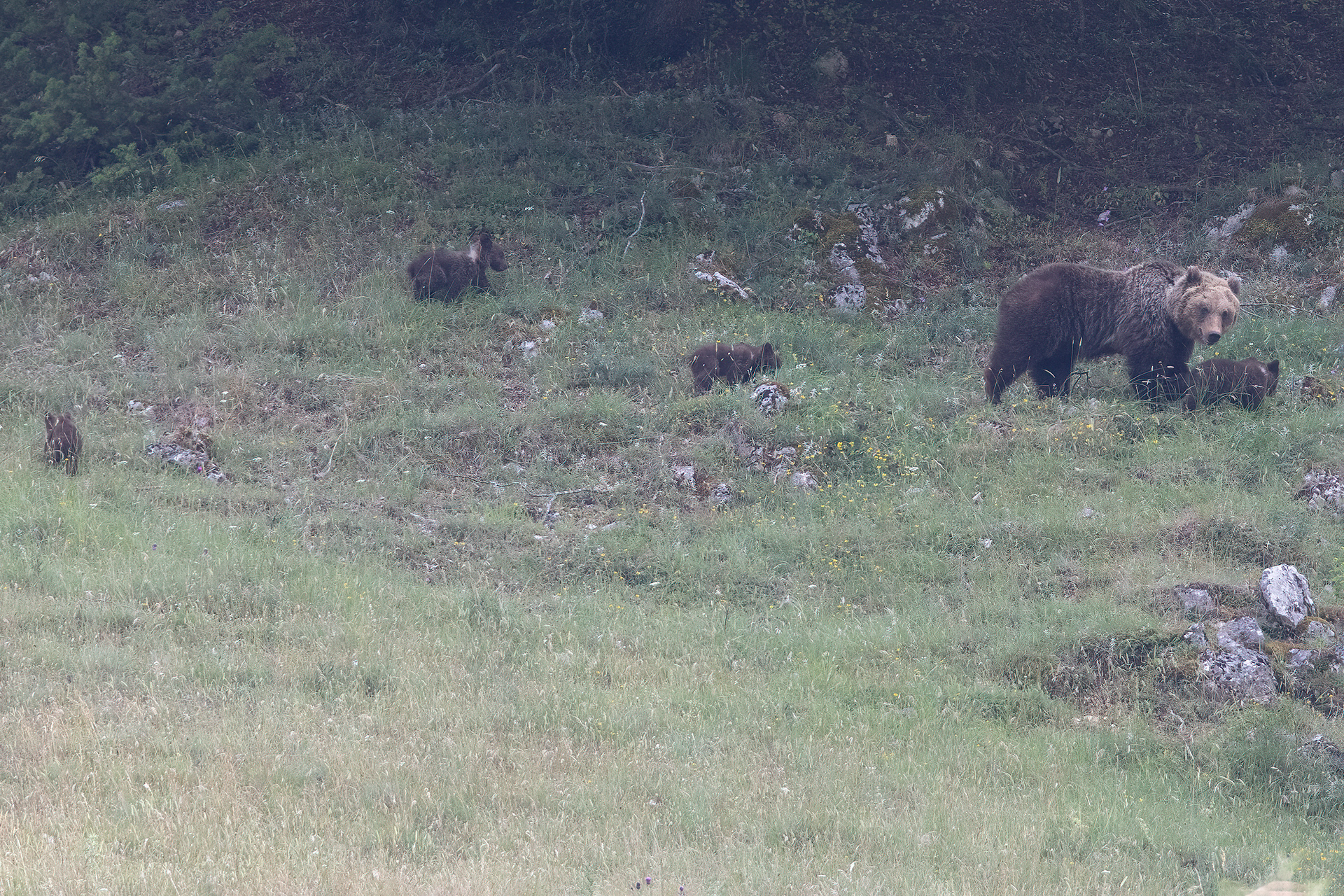 ORSO MARSICANO - Appennine brown bear (Ursus arctos marsicanus) - Parco Nationale d'Abruzzo, Lazio e Molise