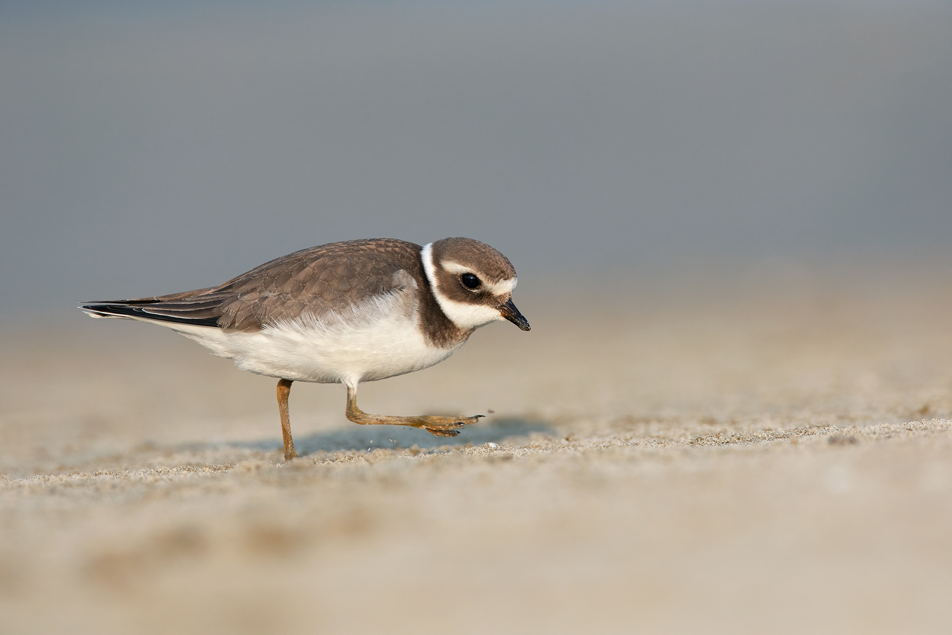 CORRIERE GROSSO - Ringed Plover (Charadrius hiaticula) - Giulianova