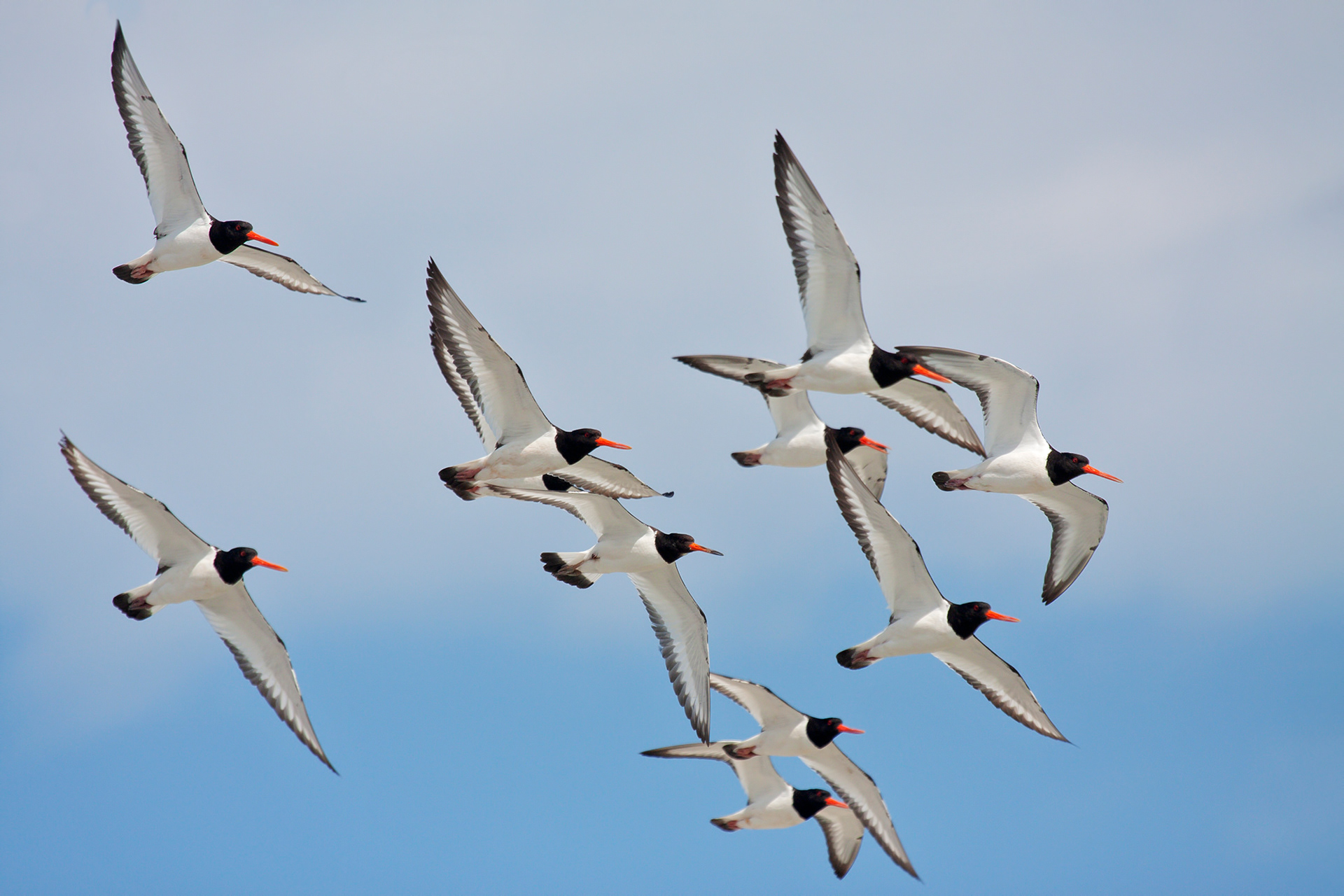BECCACCIA DI MARE - Oystercatcher (Haematopus ostralegus) - Abruzzo