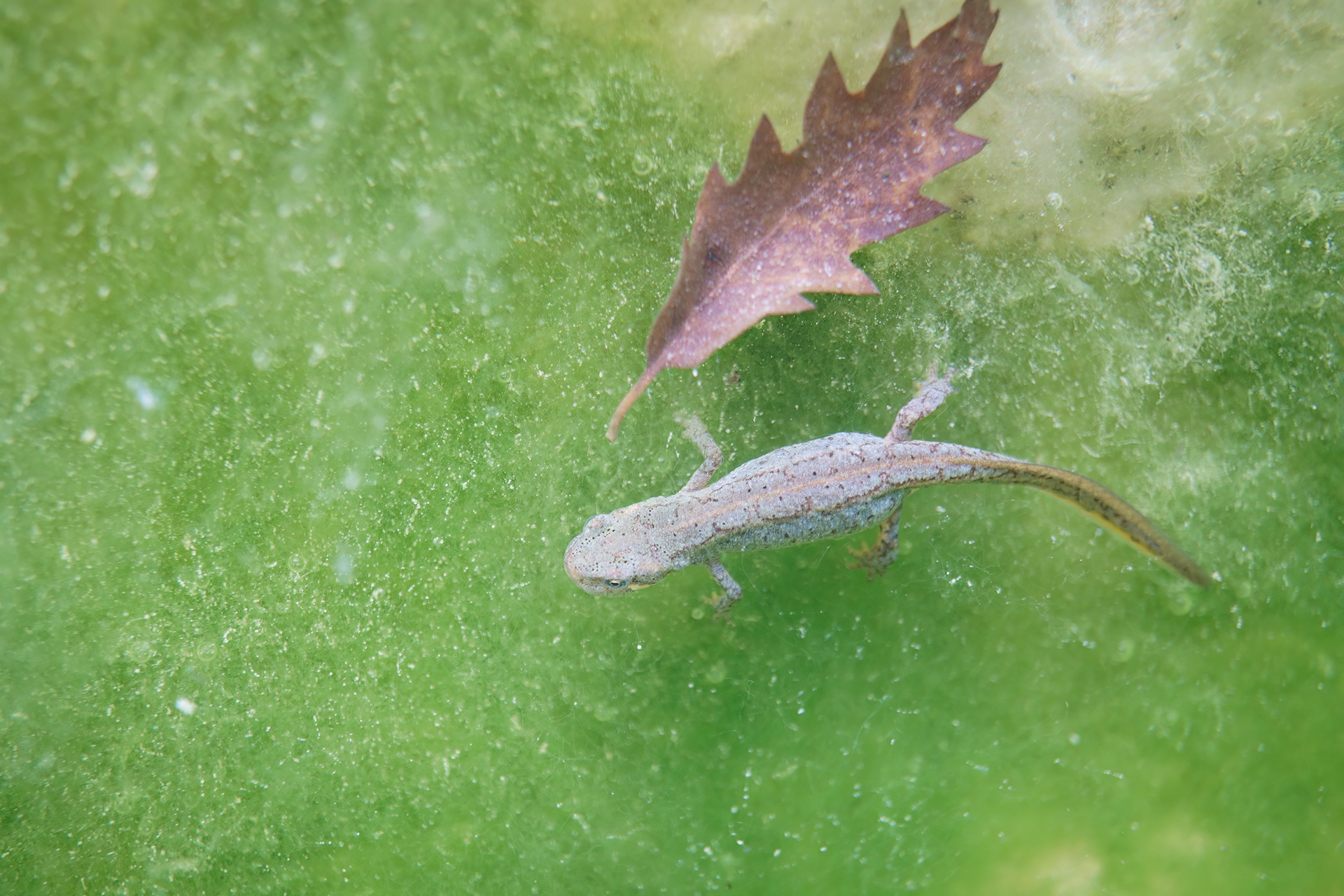 Tritone italiano (Lissotriton italicus)