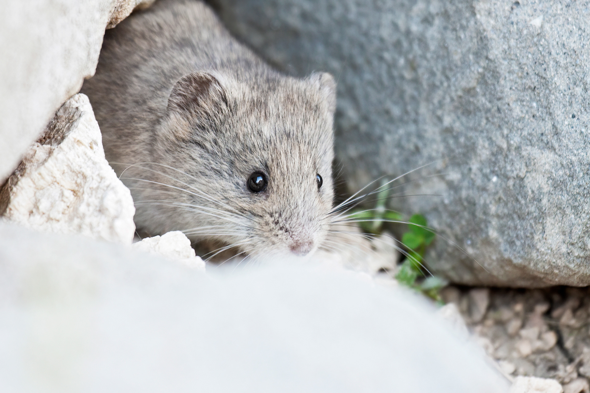 ARVICOLA DELLE NEVI - European Snow Vole (Chionomys nivalis) - Gran Sasso-Laga National Park