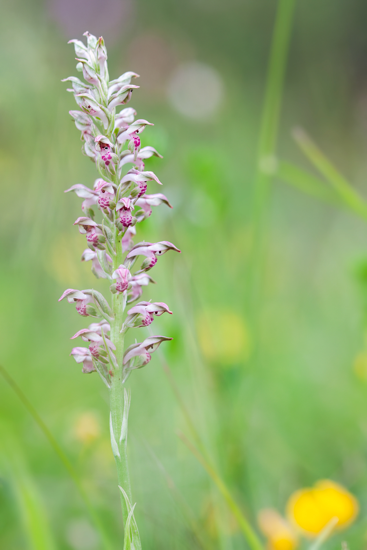 ANACAMPTIS FRAGRANS