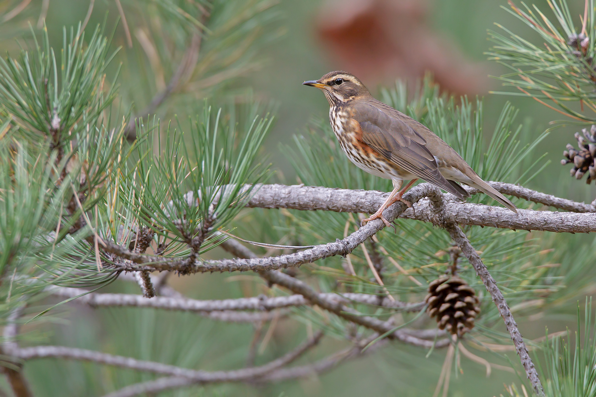 TORDO SASSELLO - Redwing (Turdus iliacus) - Parco Gran Sasso