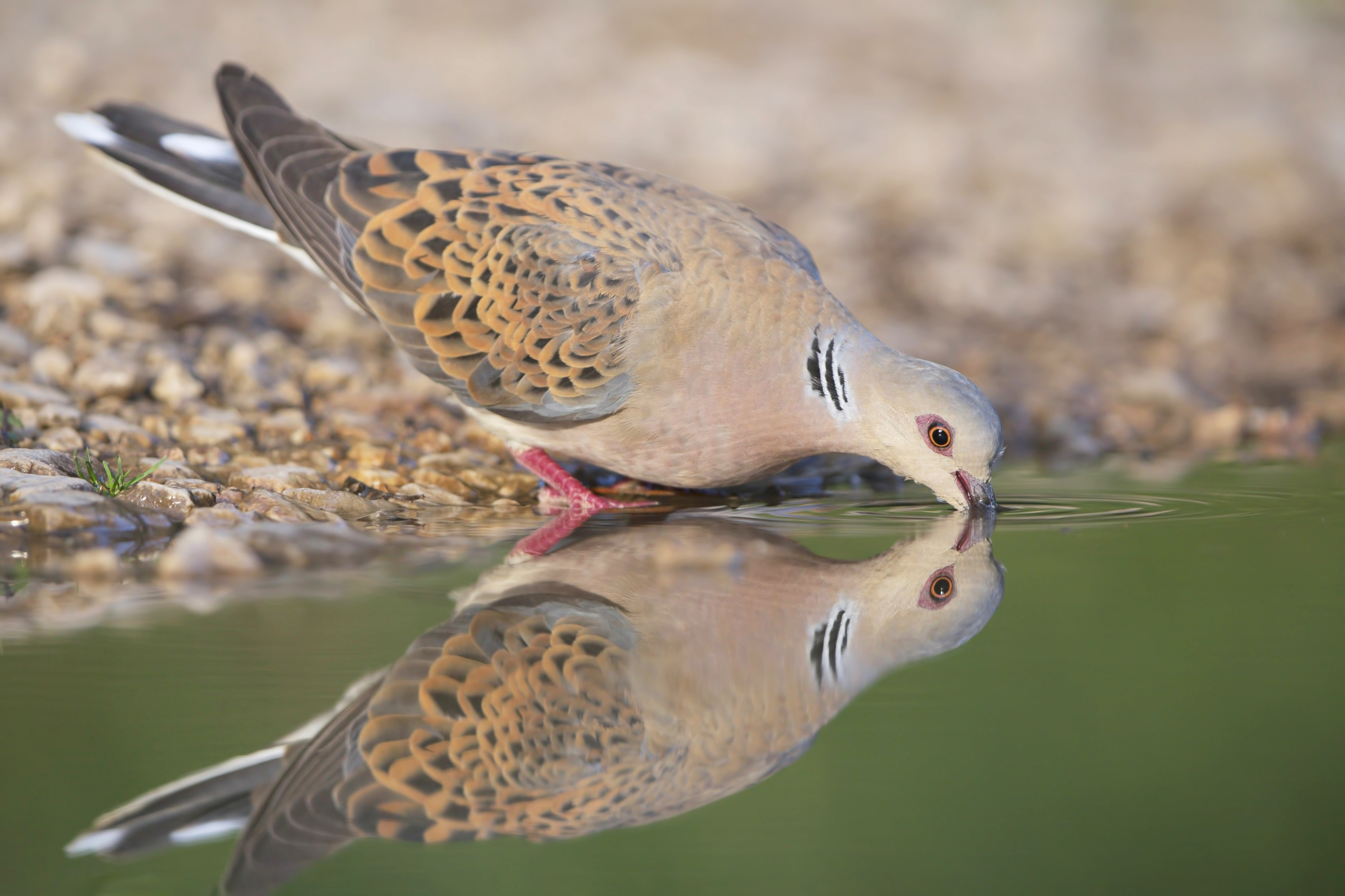 TORTORA SELVATICA - Turtle Dove (Streptopelia turtur) - Parco Gran Sasso