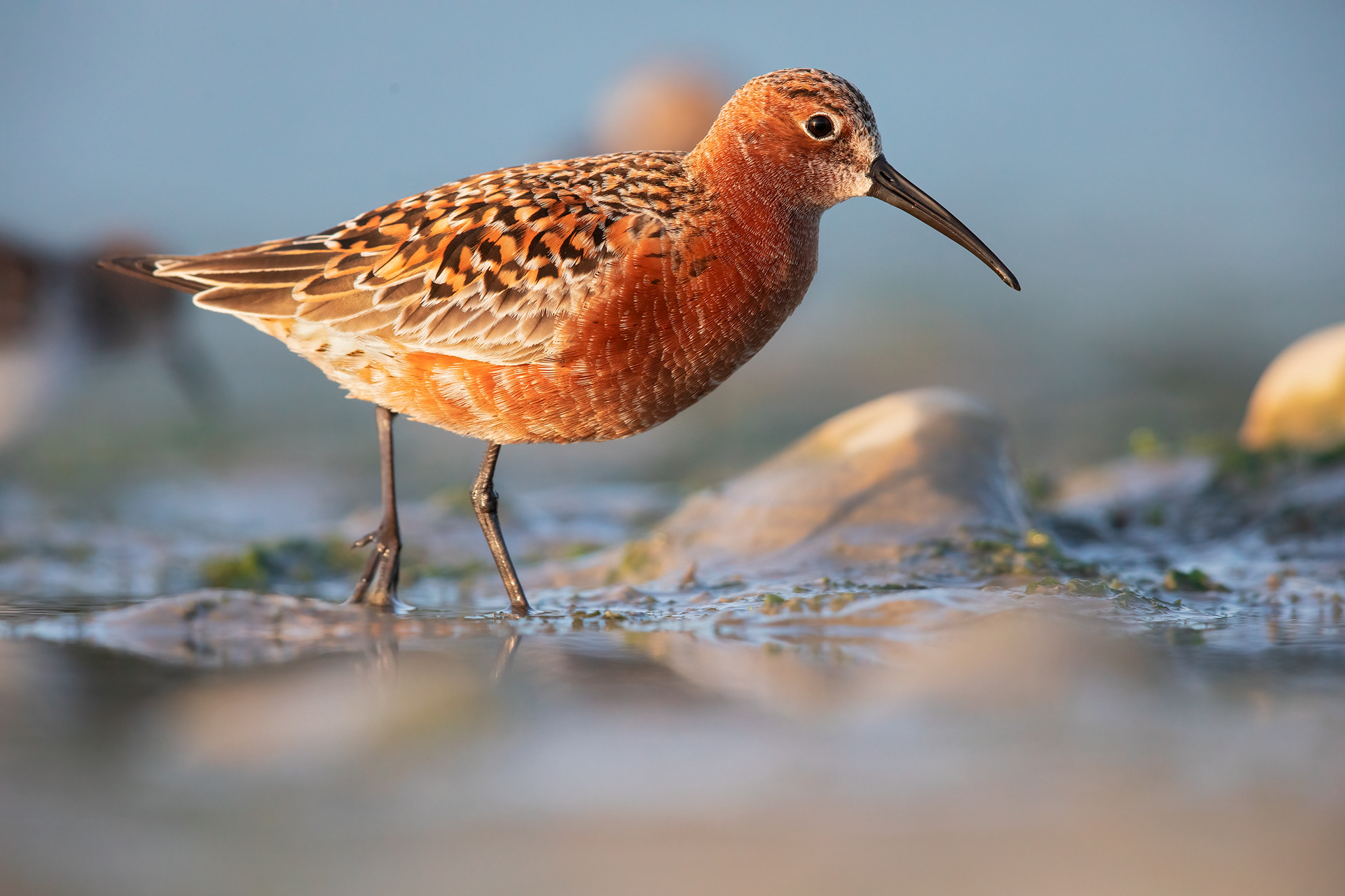 PIOVANELLO COMUNE - Curlew Sandpiper (Calidris ferruginea) - Abruzzo