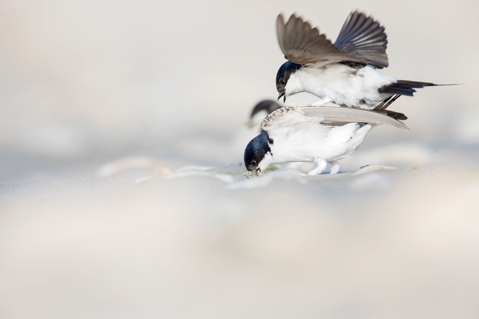 BALESTRUCCI - House Martin (Delichon urbicum) - Giulianova