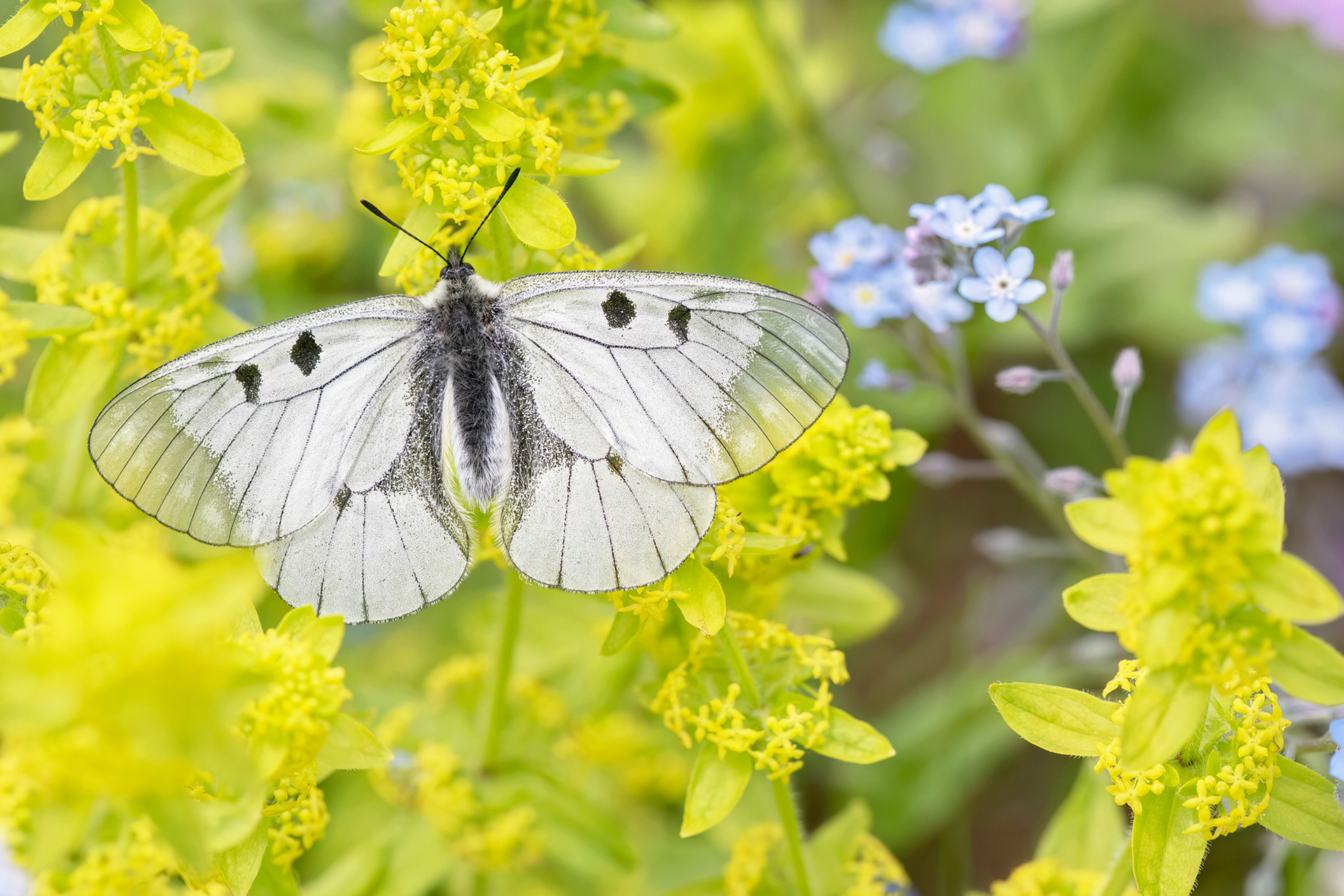MNEMOSINE - Clouded Apollo (Parnassius mnemosyne) - Majella National Park