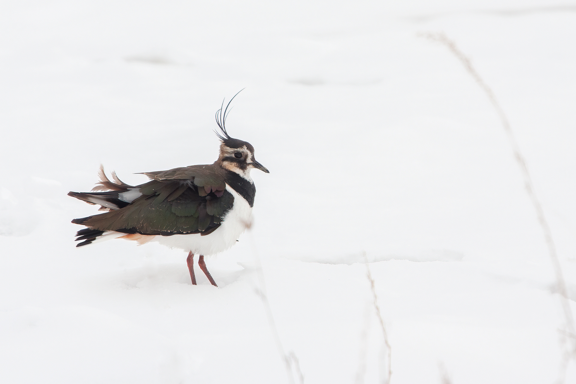 PAVONCELLA - Lapwing (Vanellus vanellus) - Abruzzo
