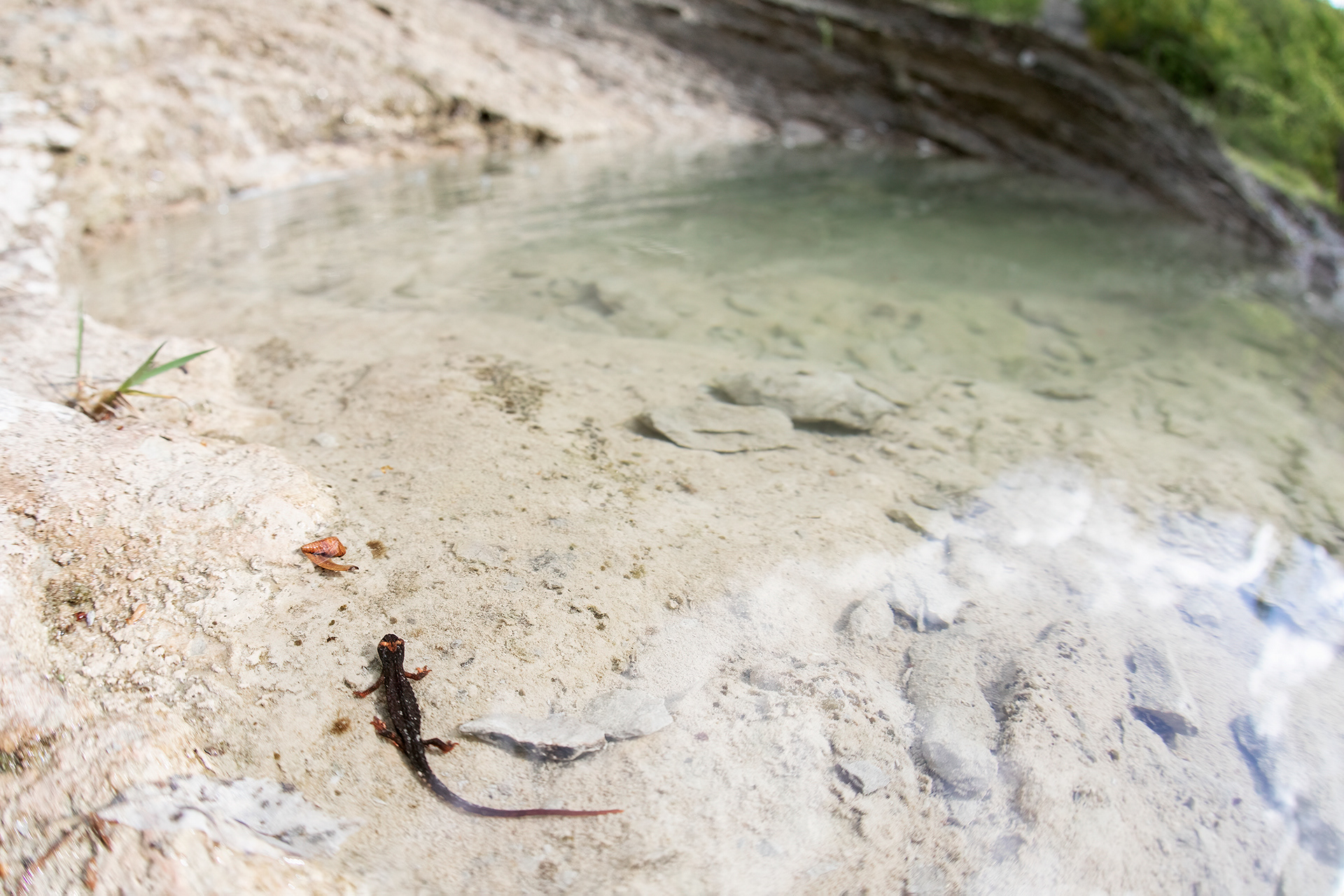 SALAMANDRINA DI SAVI - Northern spectacled salamander (Salamandrina perspicillata) - Gran Sasso-Laga National Park