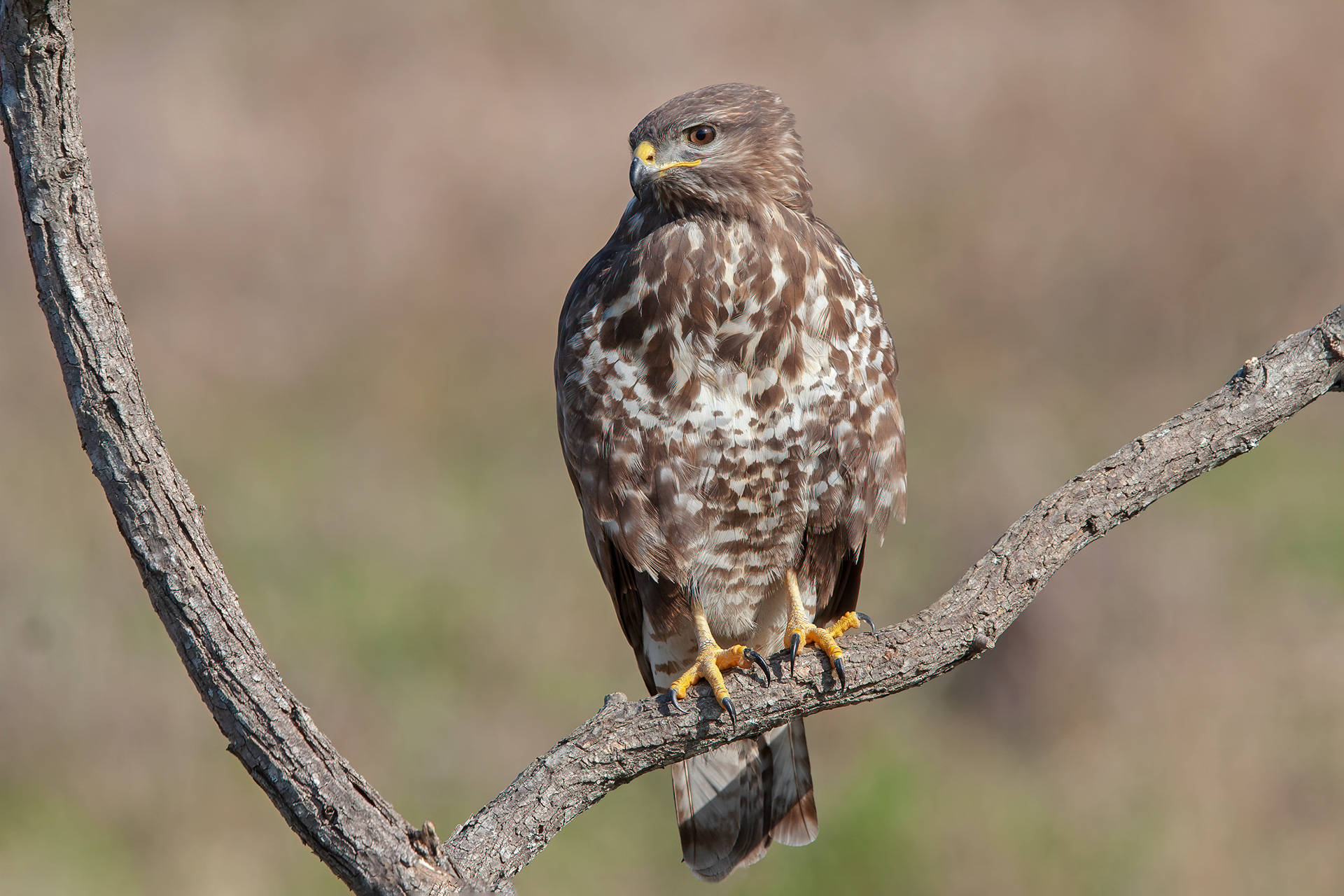 POIANA - Common Buzzard (Buteo buteo) - Abruzzo