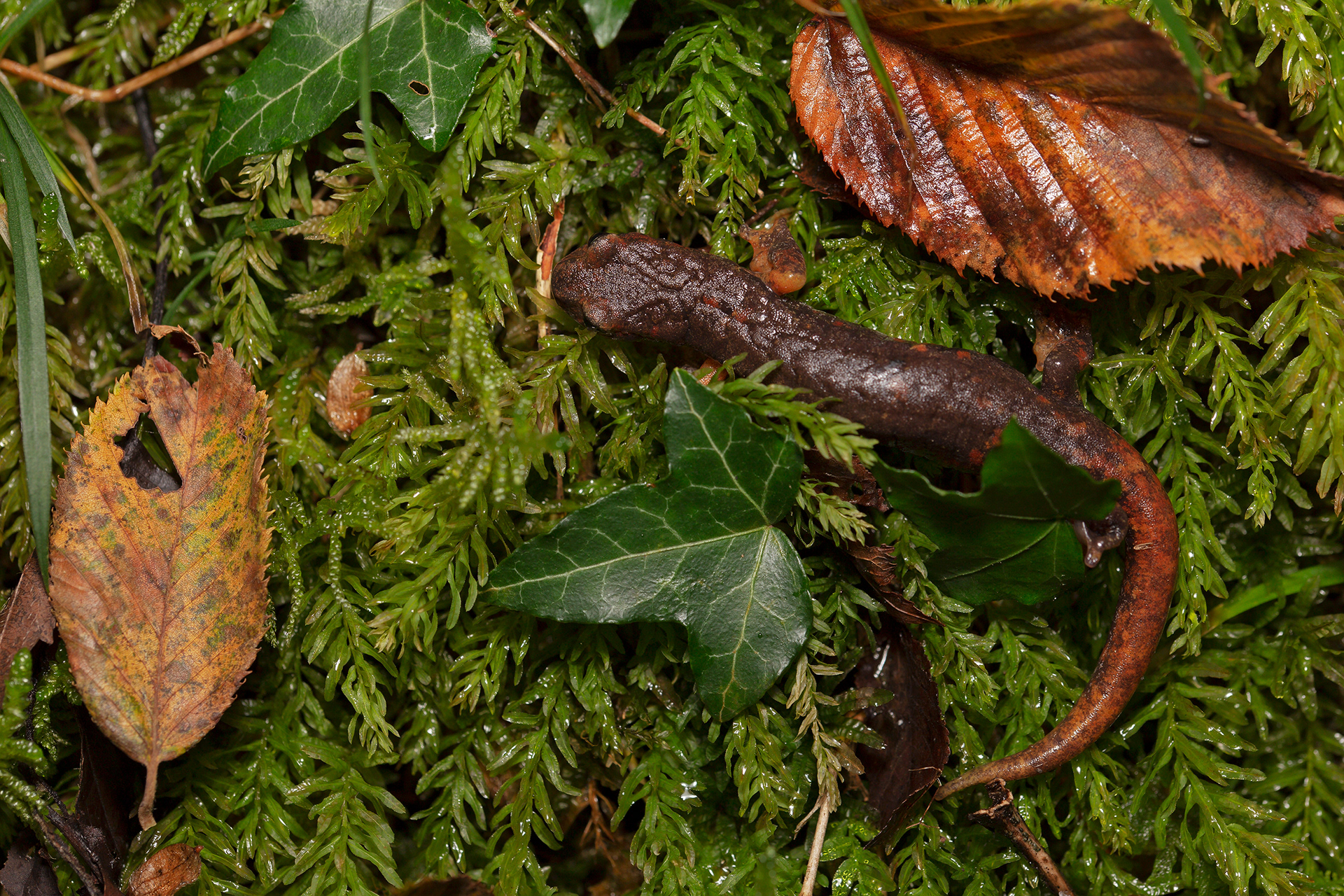 Geotritone italiano (Speleomantes italicus)