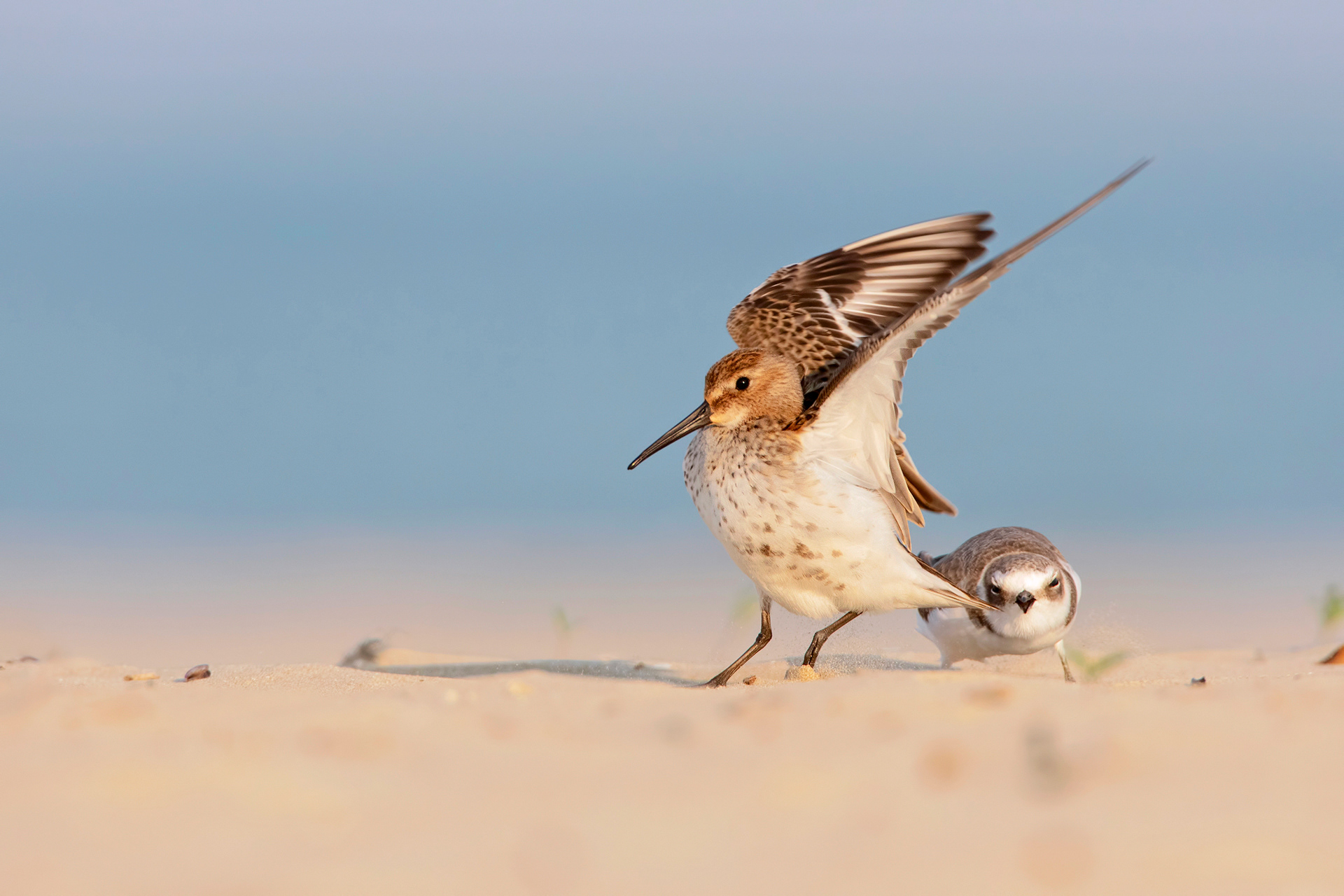 PIOVANELLO PANCIANERA - Dunlin (Calidris alpina) - Abruzzo