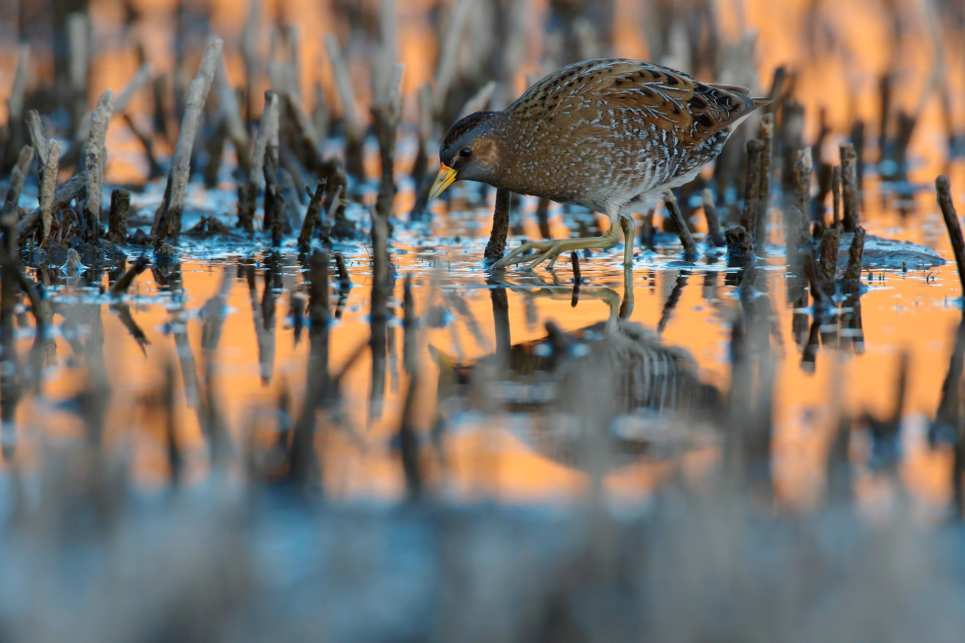VOLTOLINO - Spotted Crake (Porzana porzana) - Marche