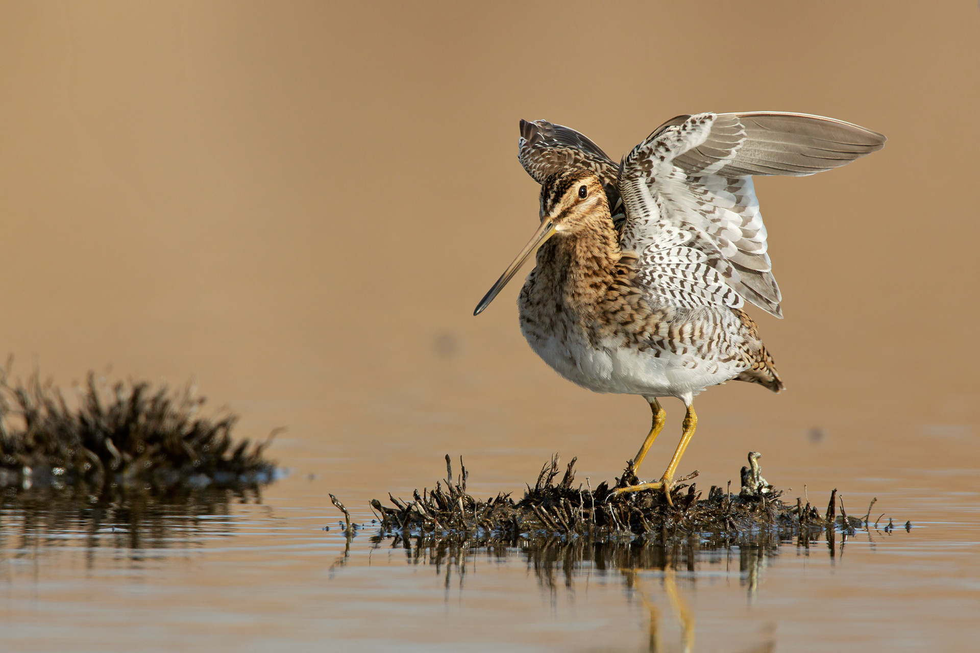 BECCACCINO - Common Snipe (Gallinago gallinago) - Marche