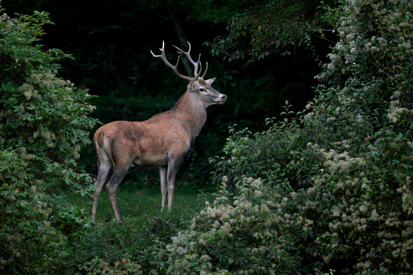 CERVO NOBILE - Red deer (Cervus elaphus) - Parco Nationale d'Abruzzo, Lazio e Molise