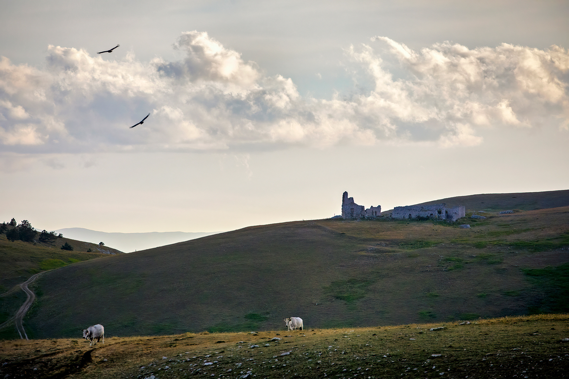 Grifone - Griffon vulture (Gyps fulvus)