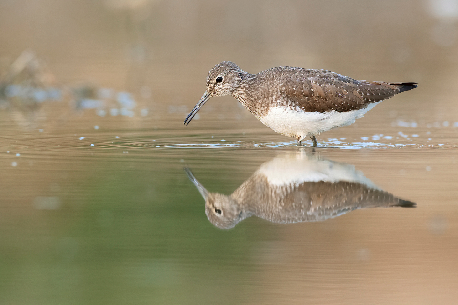PIRO PIRO CULBIANCO - Green Sandpiper (Tringa ochropus) - Abruzzo