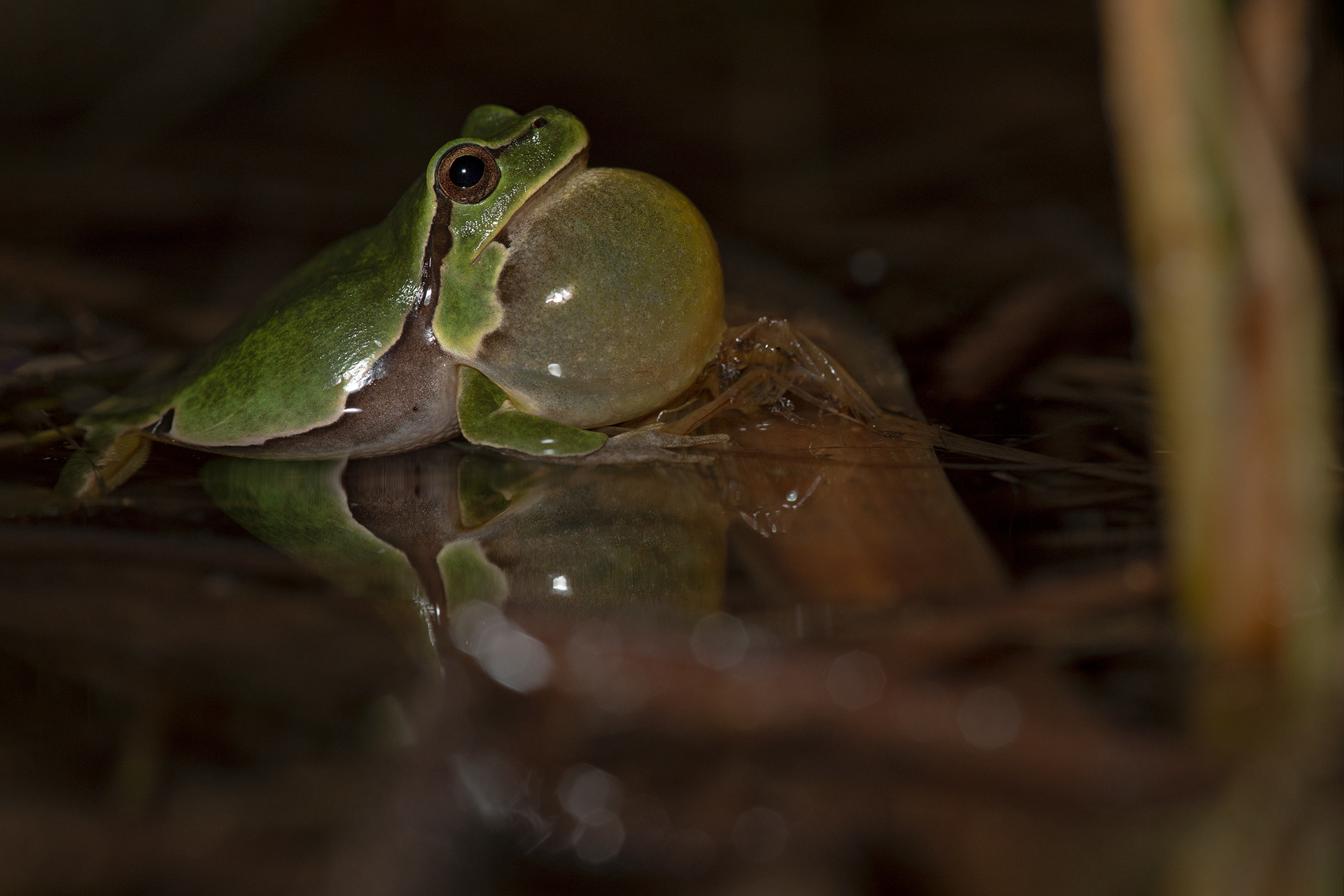 raganella italiana (Hyla intermedia