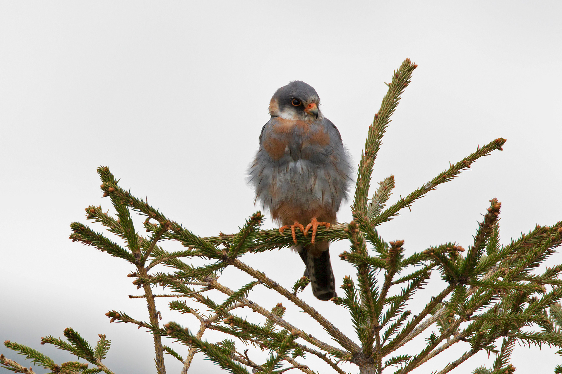 Falco cuculo . Red-footed Falcon (Falco vespertinus)