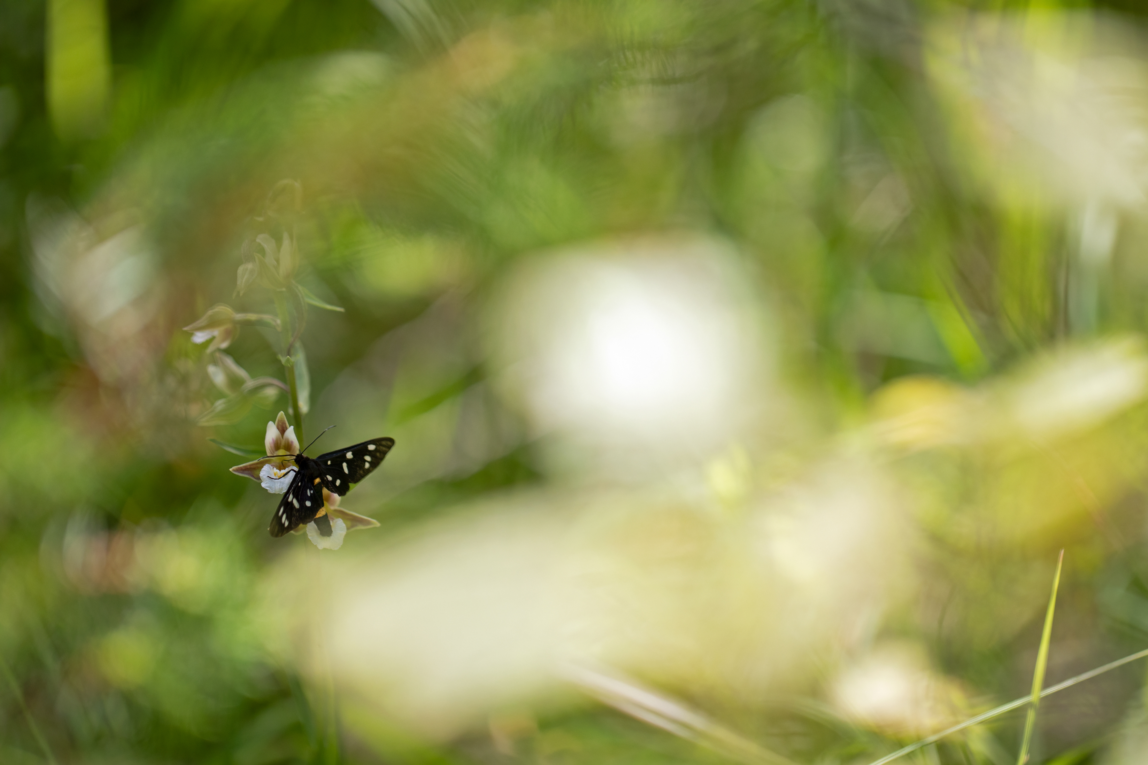 EPIPACTIS PALUSTRIS & AMATA PHEGEA