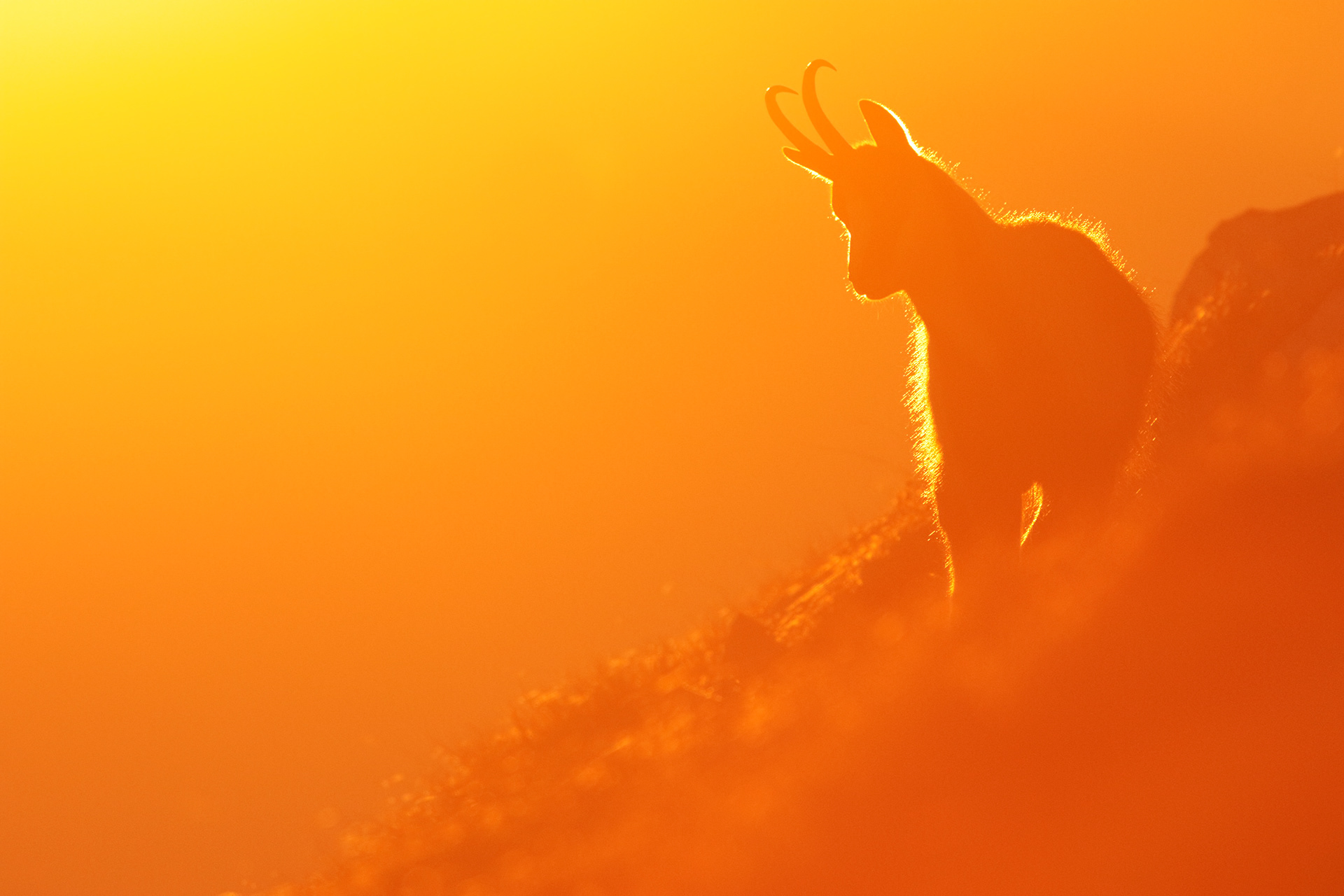 CAMOSCIO APPENNINICO - Appennine chamois (Rupricapra pyrenaica ornata) - Gran Sasso-Laga National Park