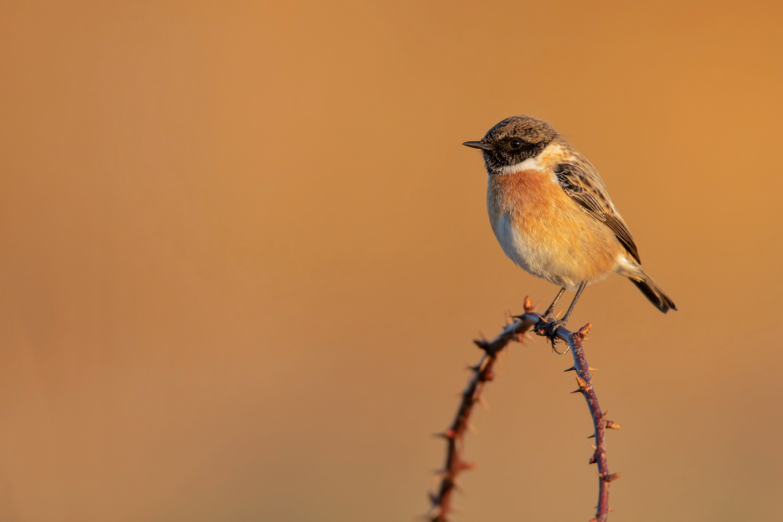 SALTIMPALO - Stonechat (Saxicola torquata) 