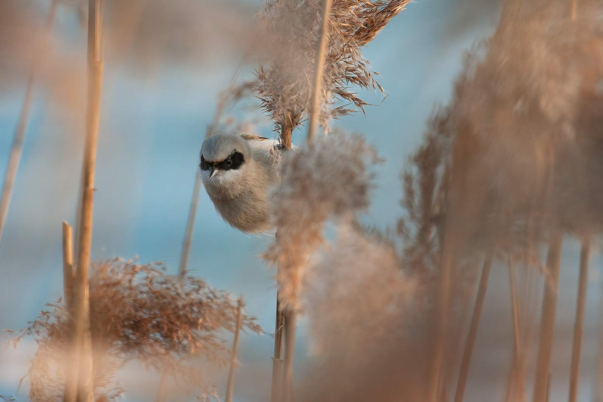 PENDOLINO - Penduline Tit (Remiz pendulinus) - Emilia Romagna