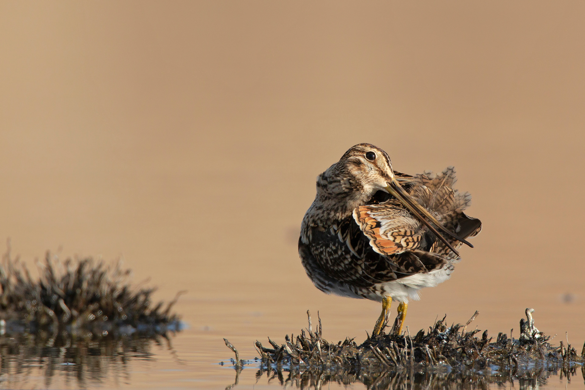 BECCACCINO - Common Snipe (Gallinago gallinago) - Marche