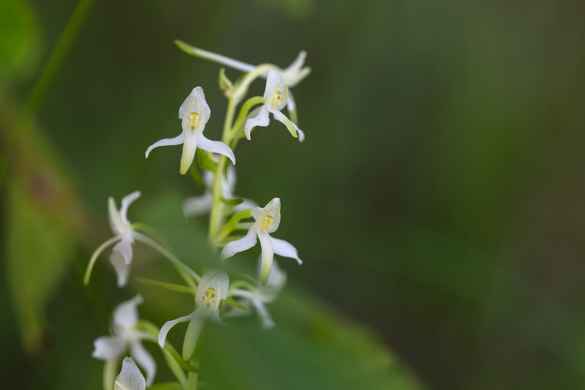 PLATANTHERA BIFOLIA