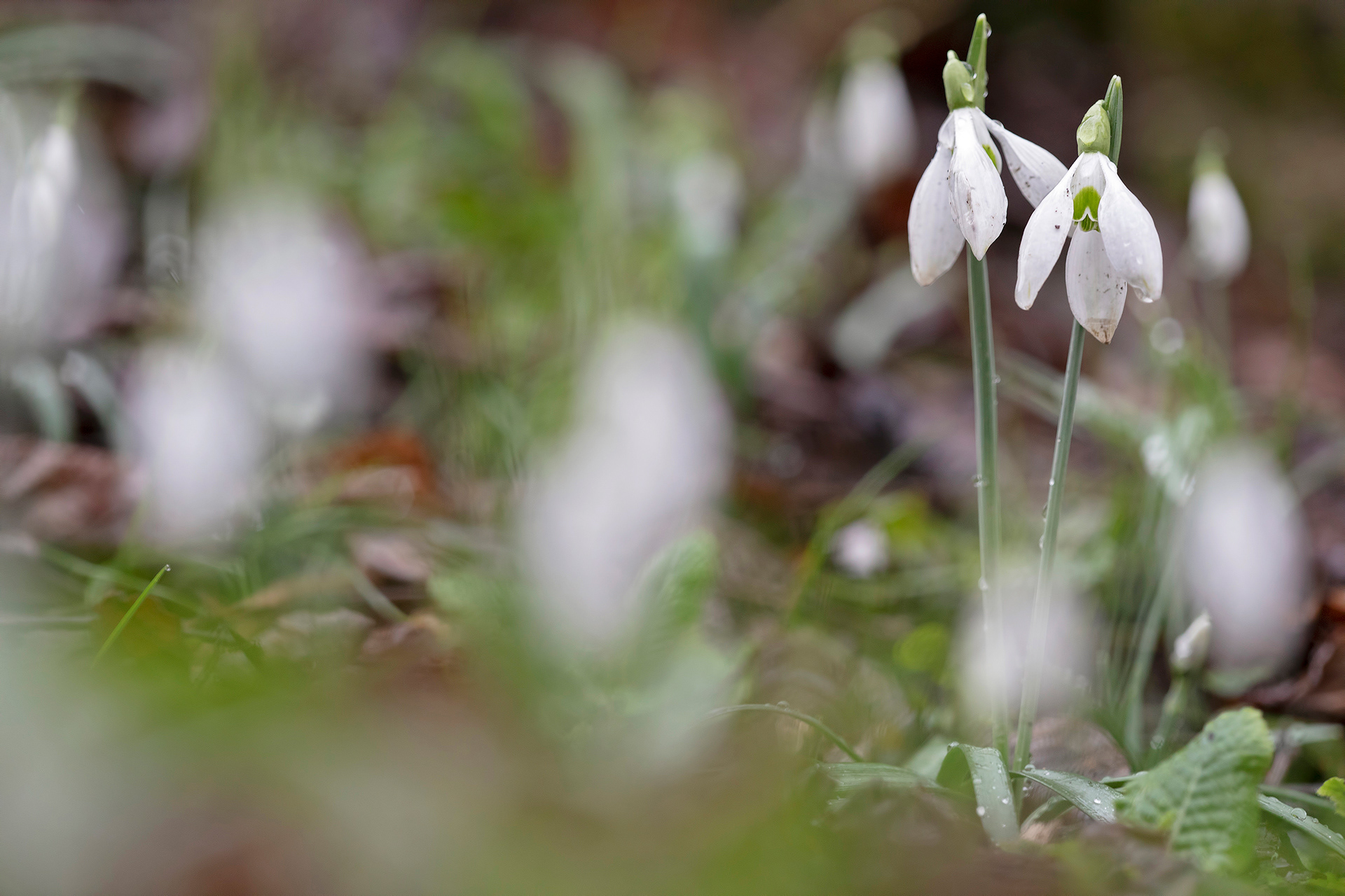 GALANTHUS NIVALIS - Bucaneve