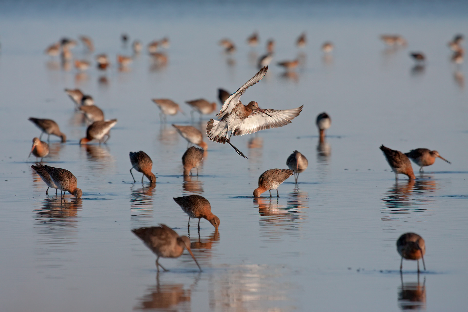 PITTIMA REALE - Black-tailed Godwit (Limosa limosa) - Emilia Romagna 