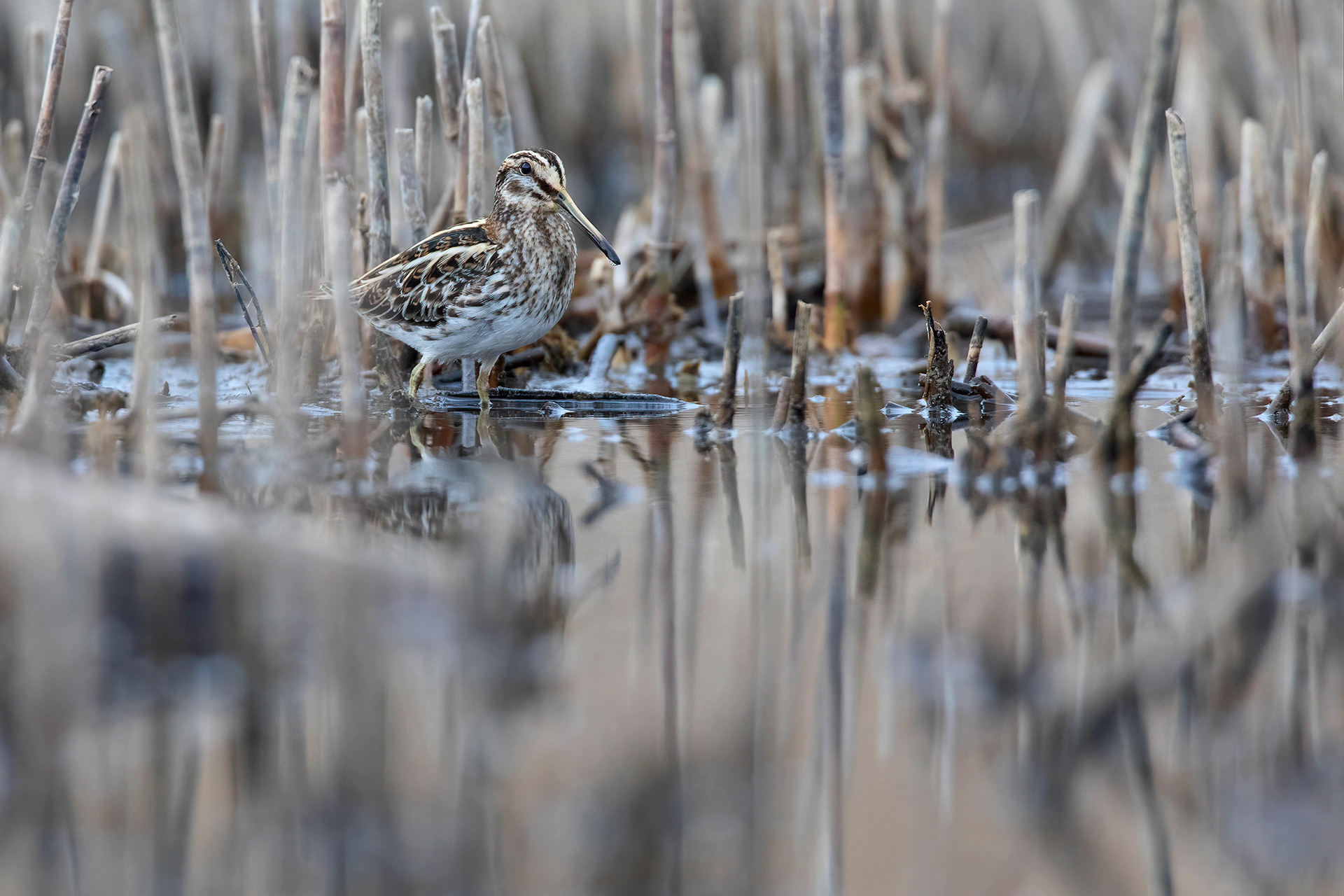FRULLINO - Jack Snipe (Lymnocryptes minimus) - Marche